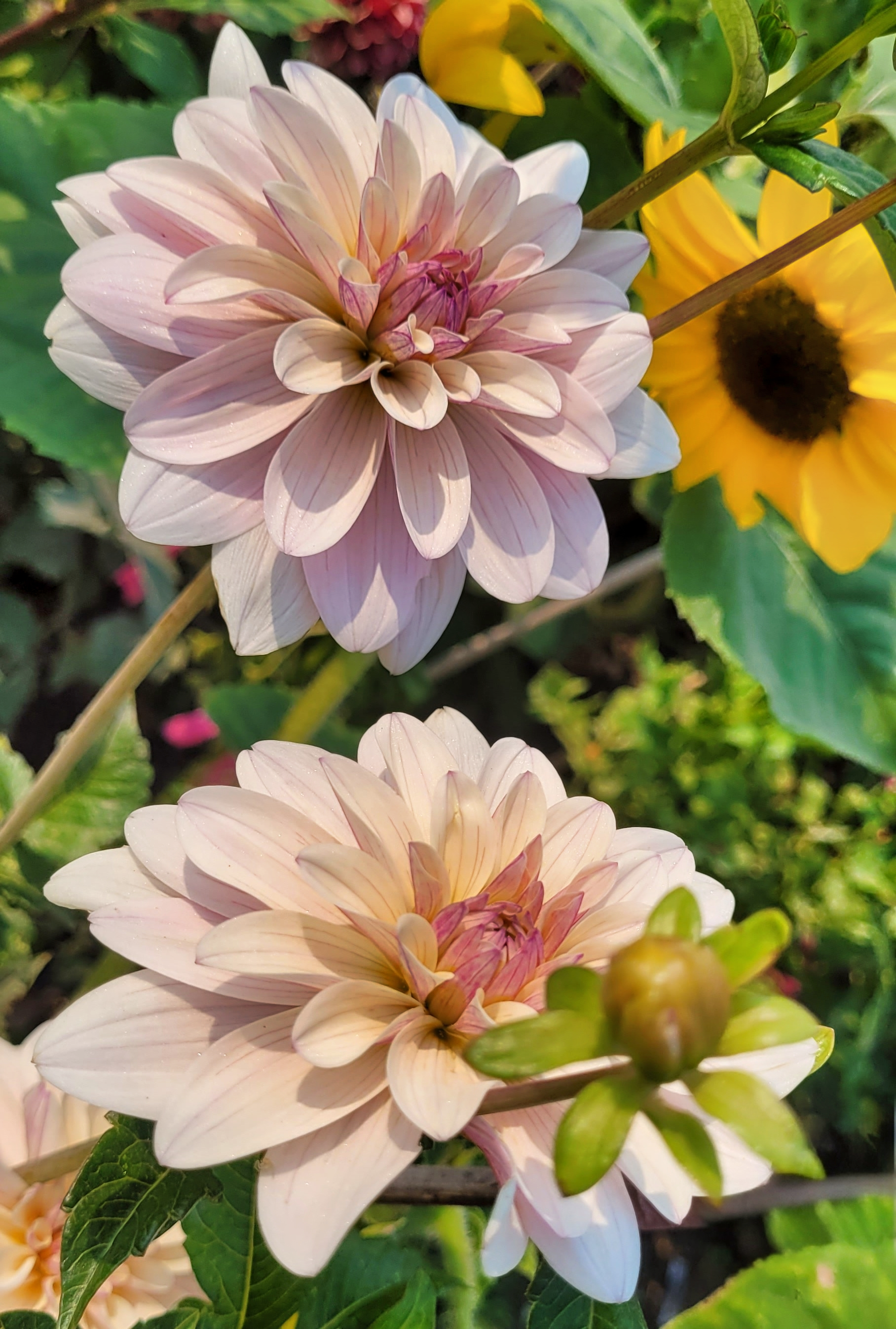 jasmine pearl dahlia (1).png