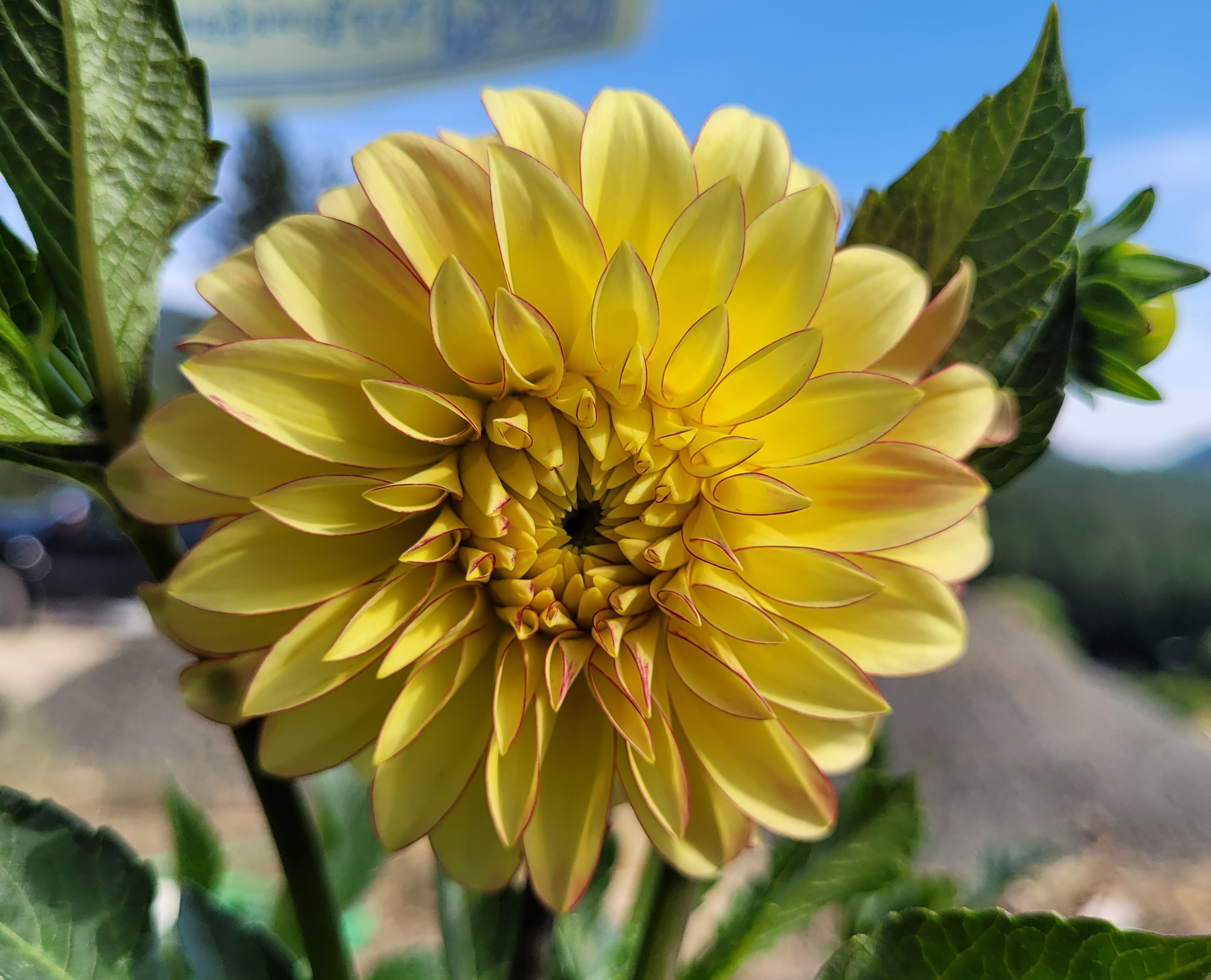 Verrone's Taylor Swift