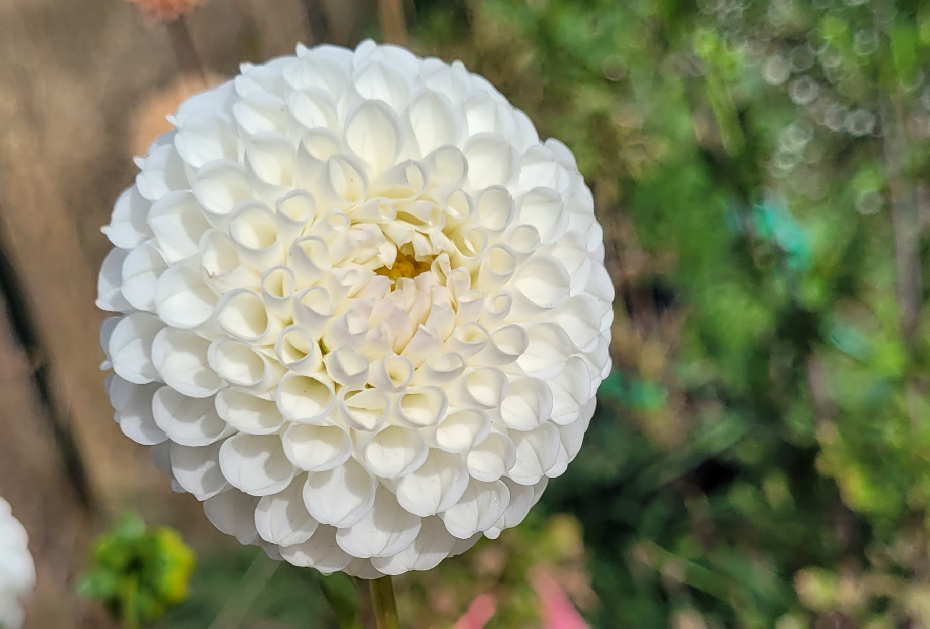 Hollyhill Miss White