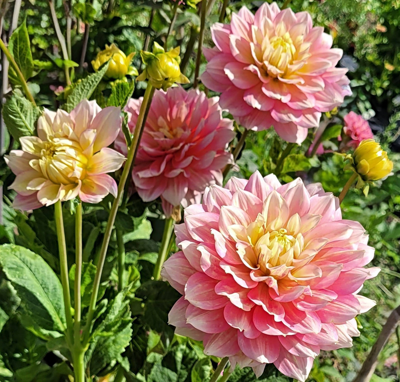fairytale dahlia 5.png
