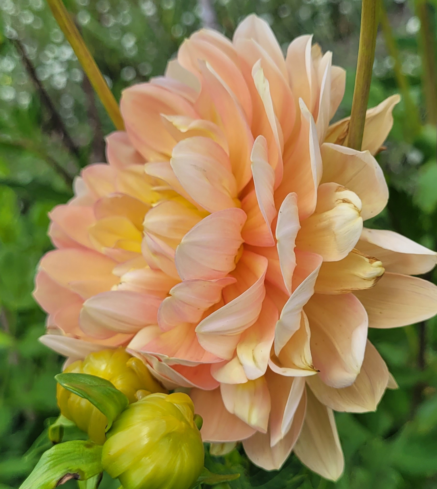 hollyhill serenity dahlia 3.png