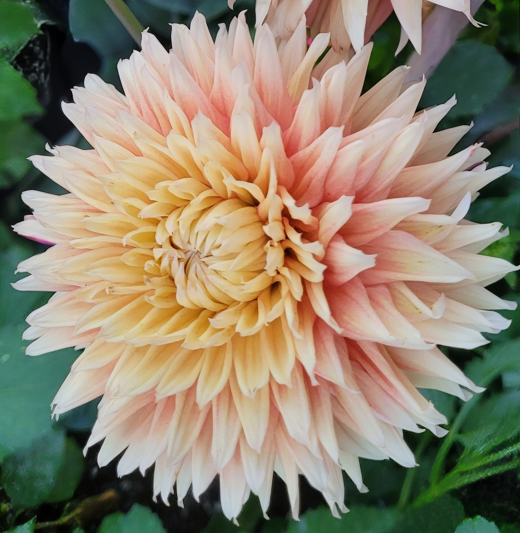 Lee's Apricot Fizz 1.png