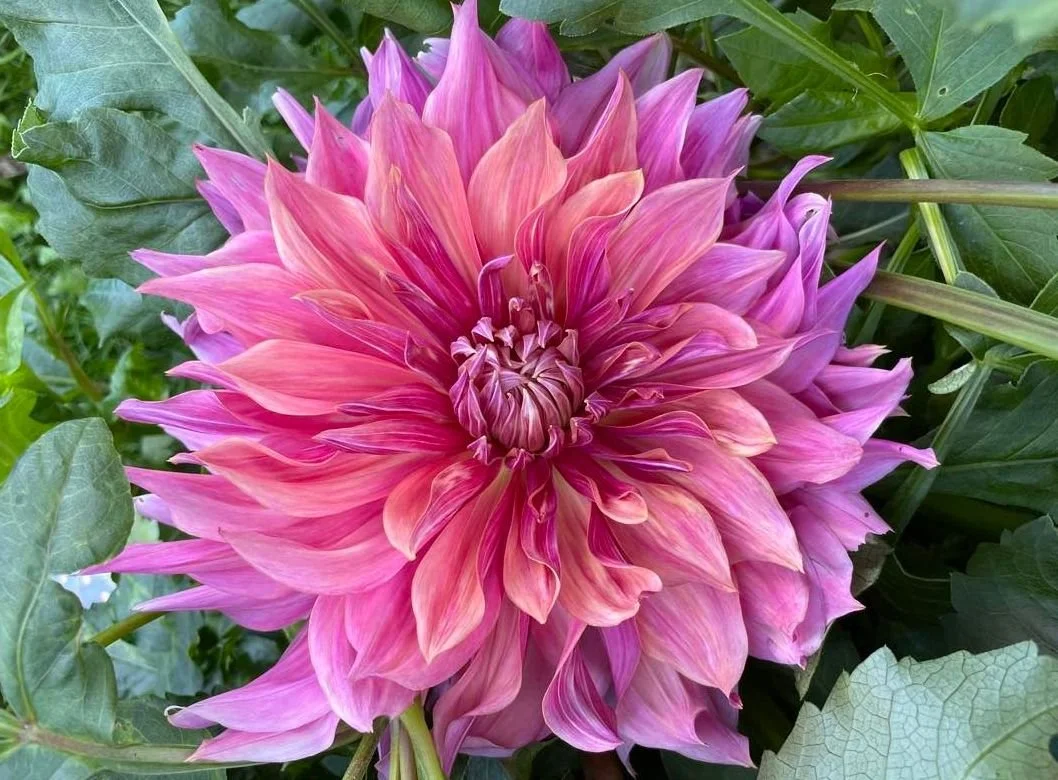 Penhill Dark Monarch