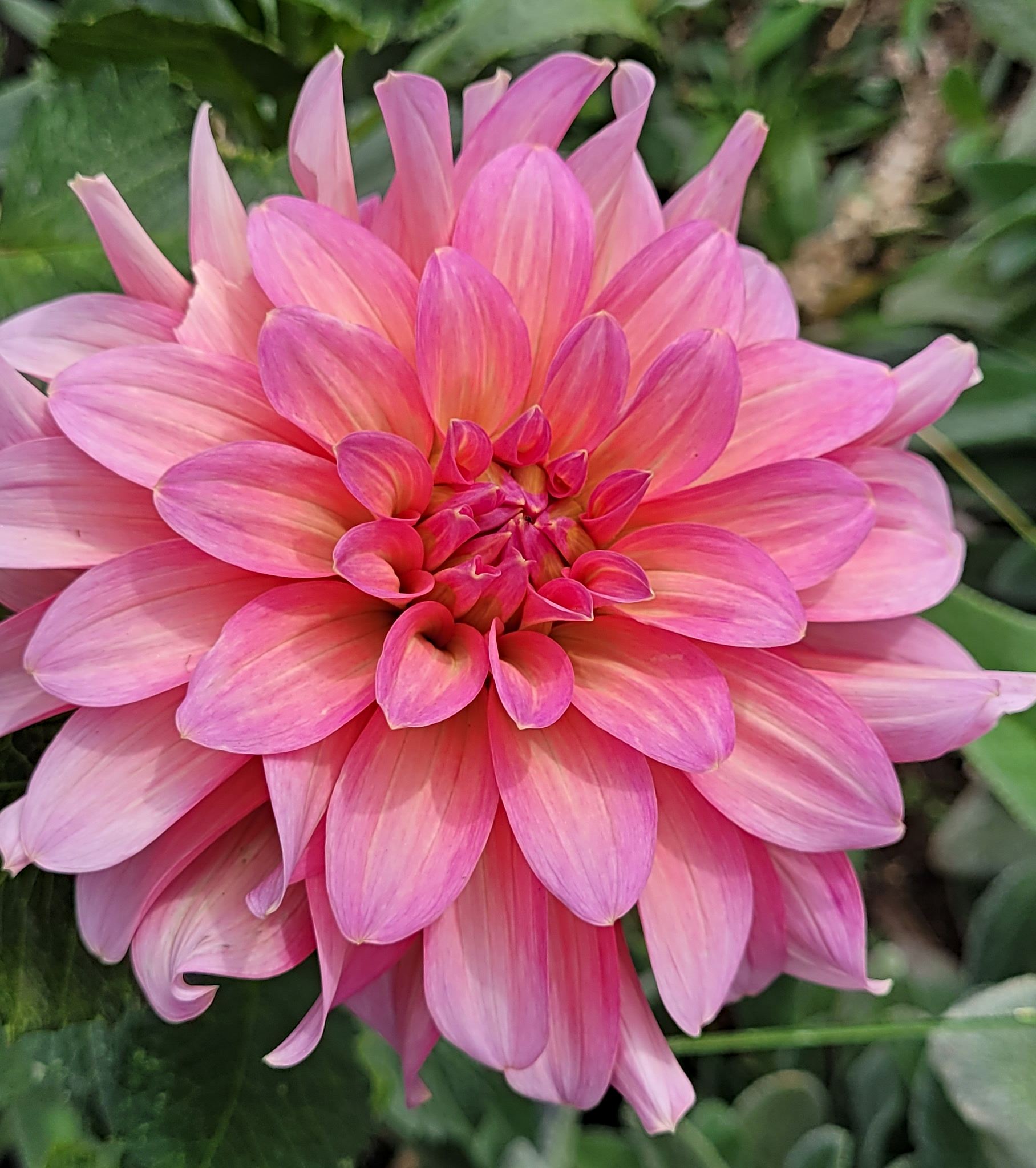 Excentric dahlia.png