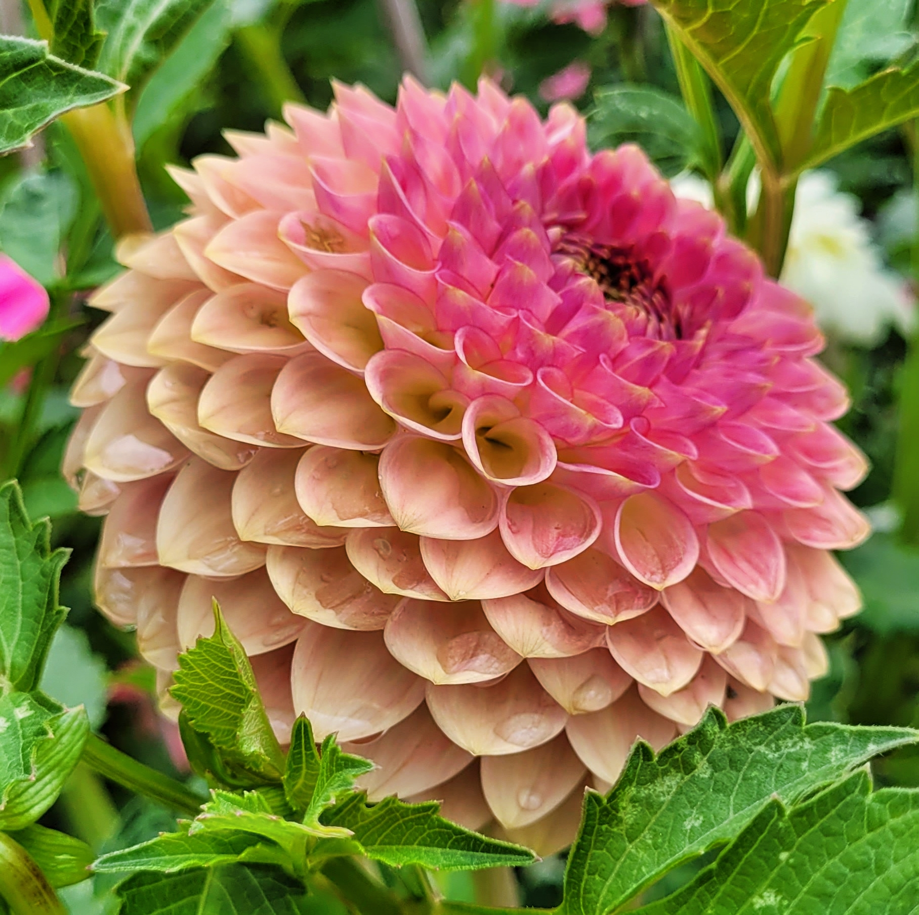 20th Ave Softer Peach 2.png