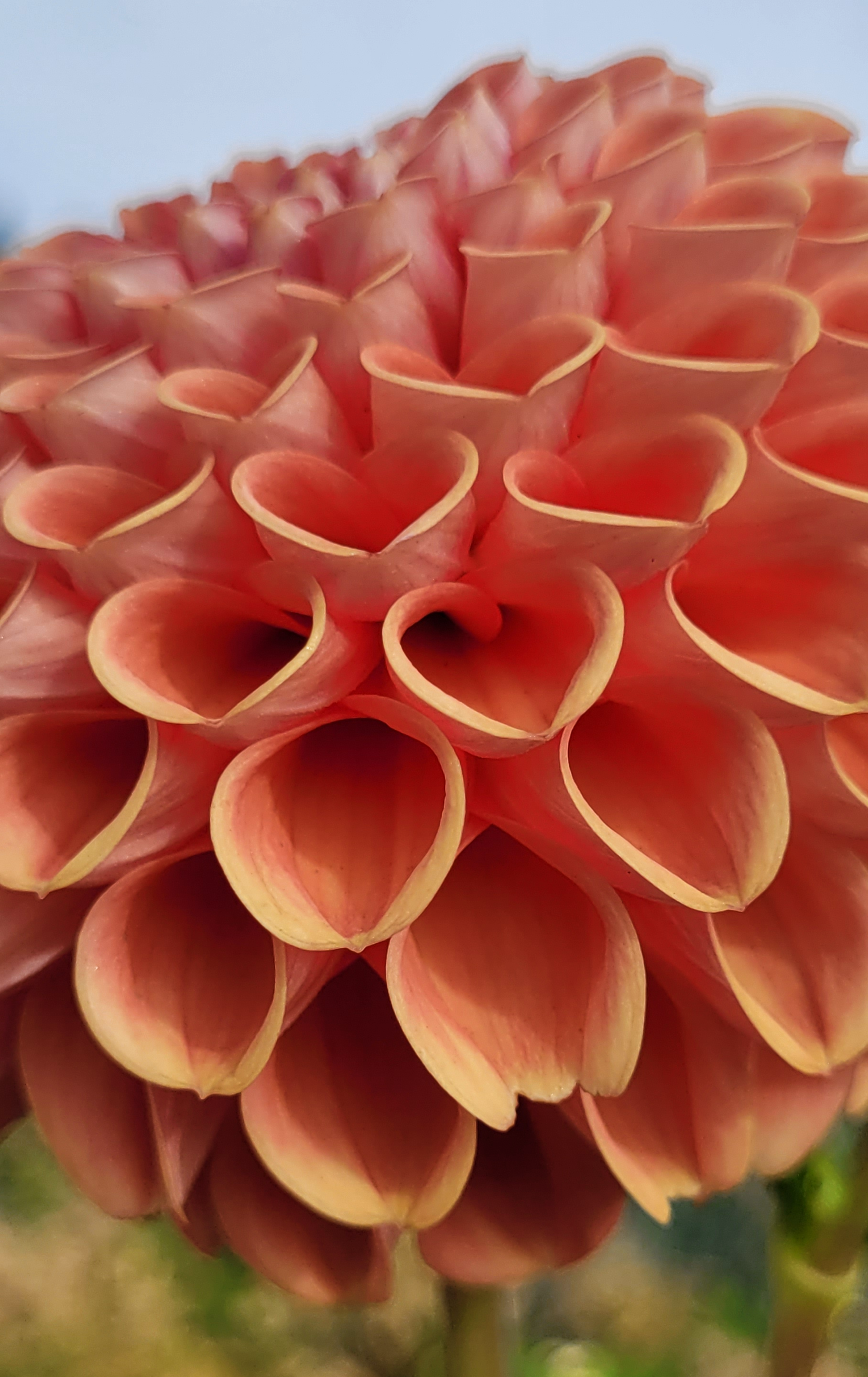 jomanda dahlia.png