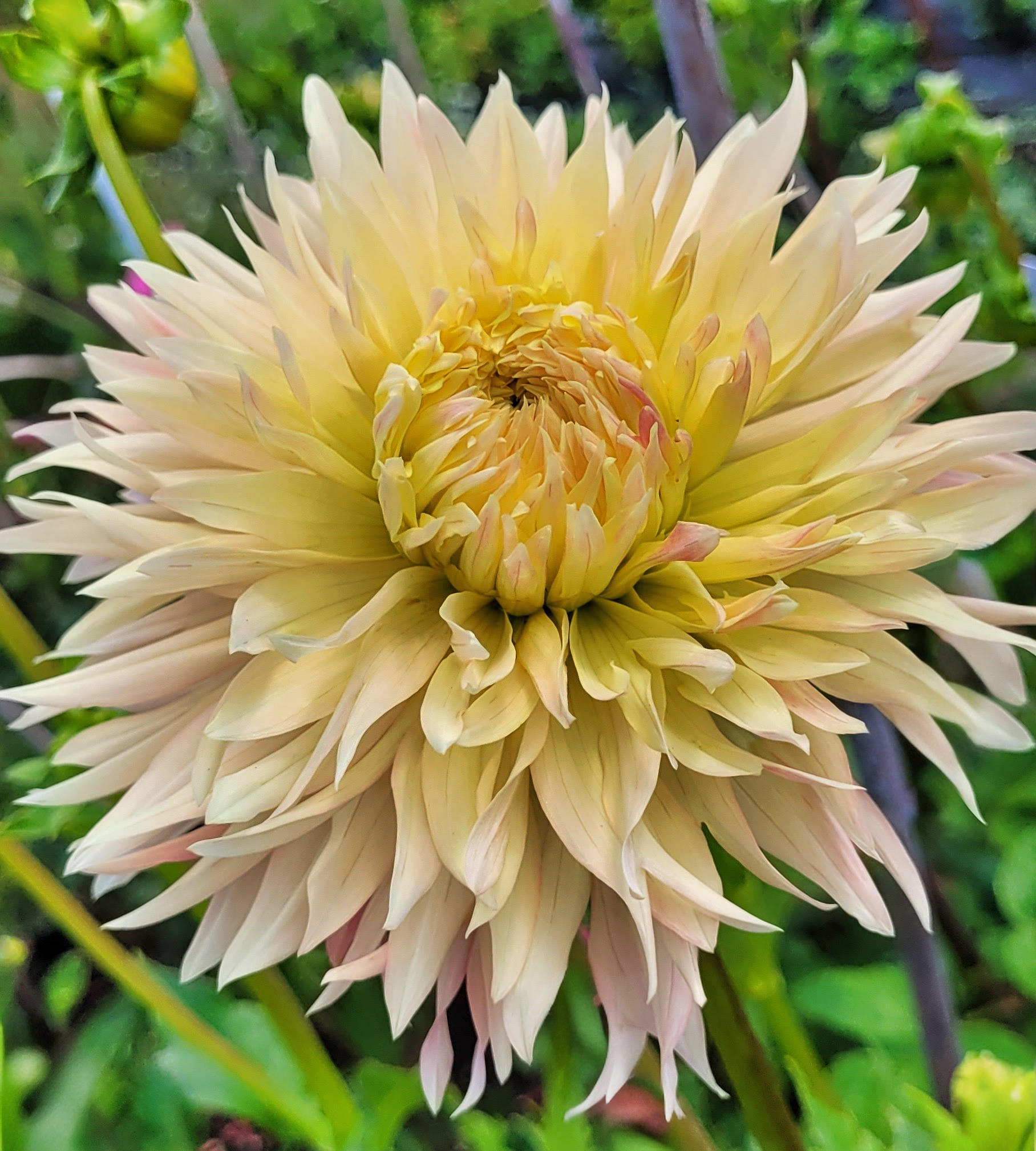 hapet champagne 3.png