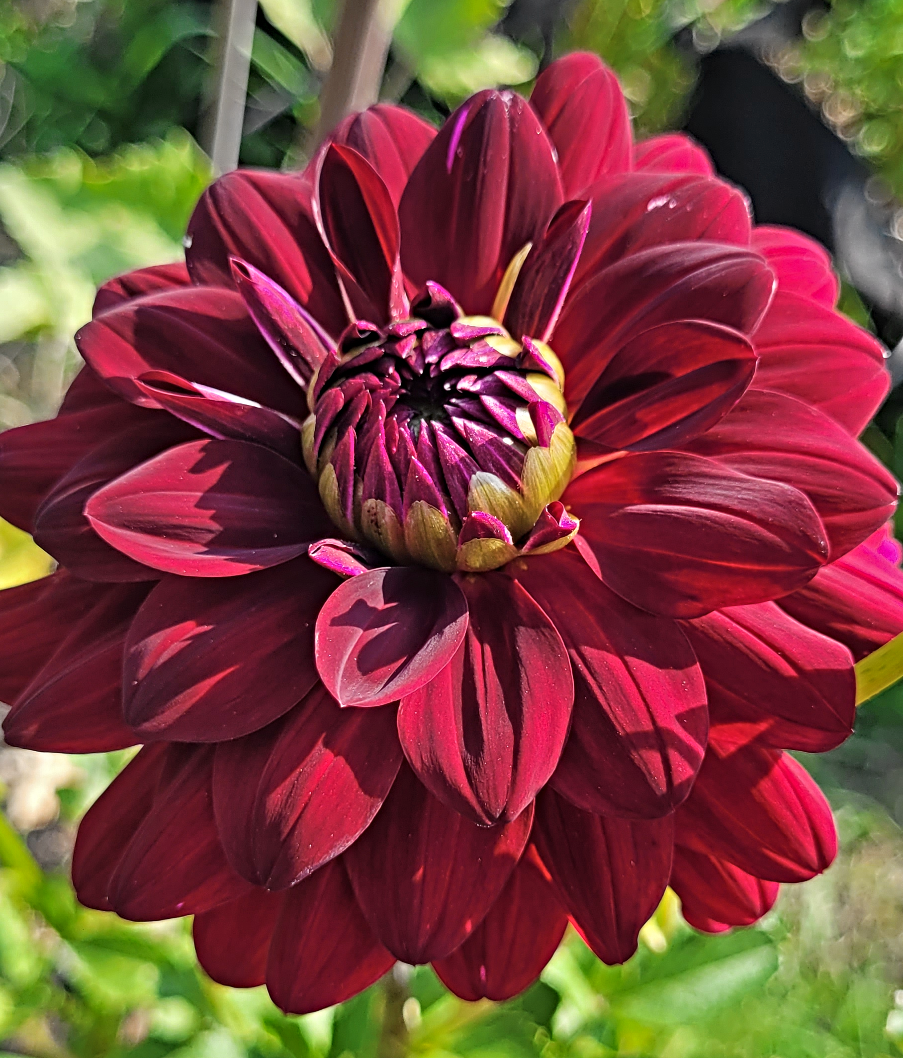 voodoo dahlia.png