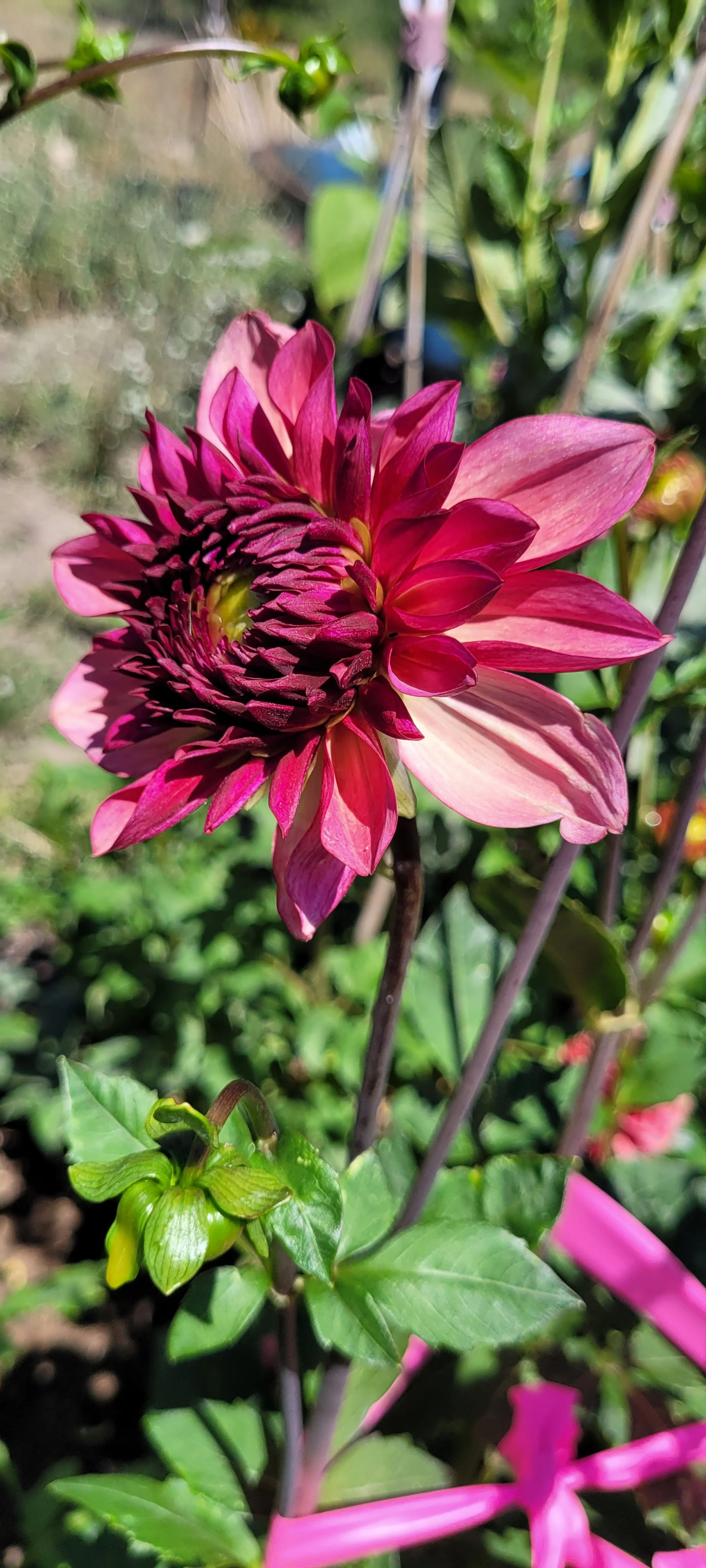 senior's hope dahlia 4.jpg