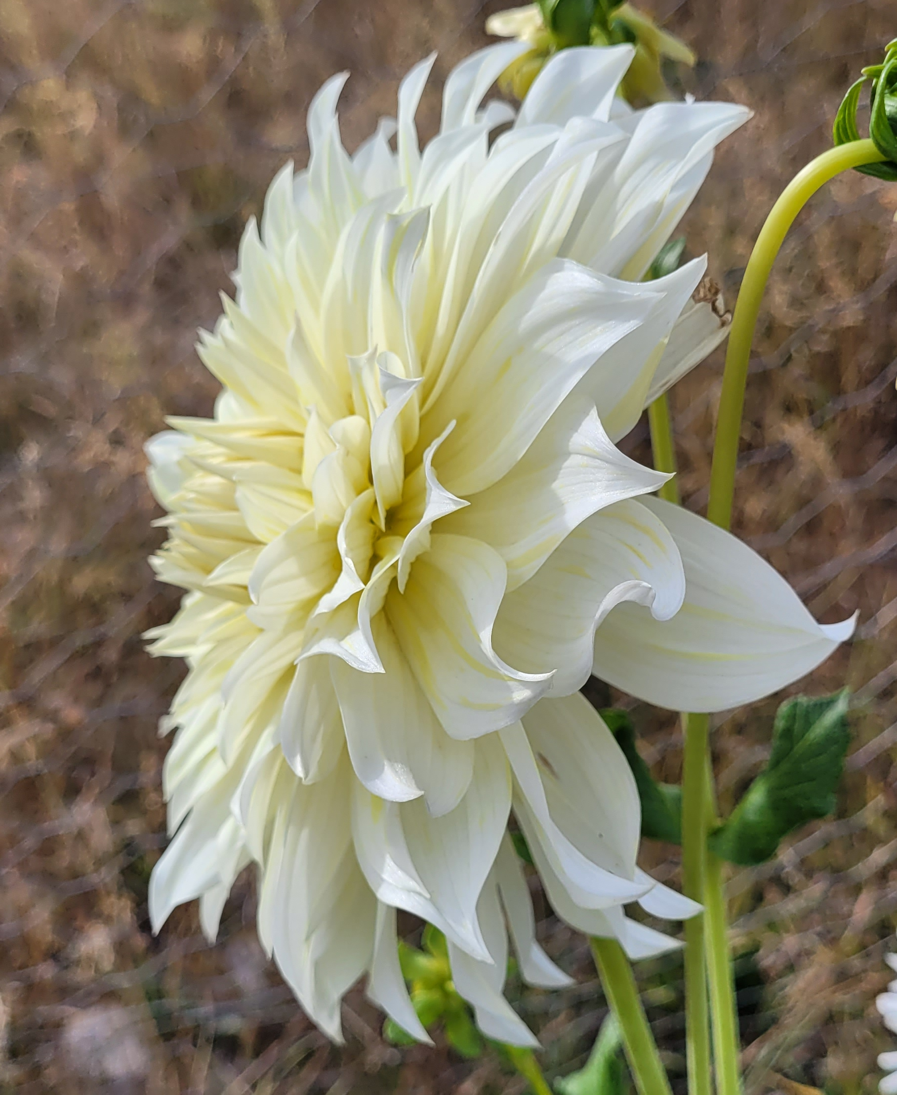 La Luna dahlia.png