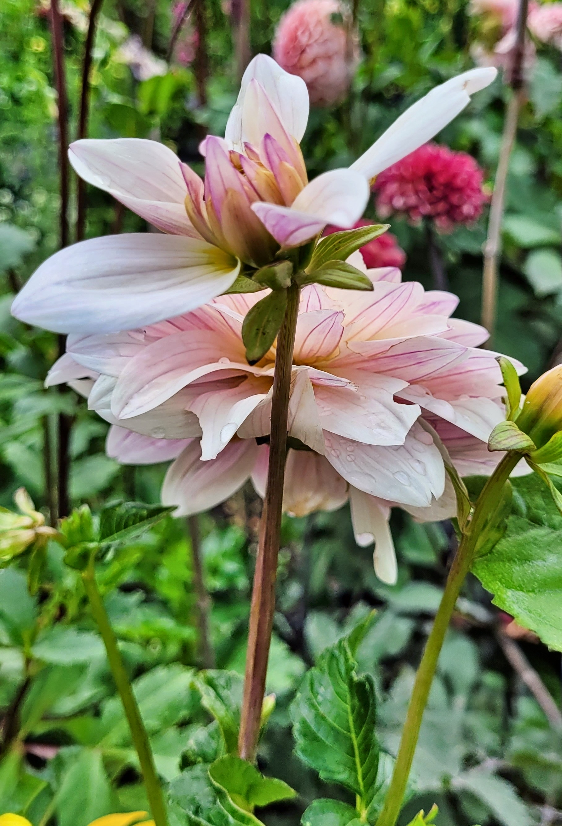 jasmine pearl dahlia (3).png