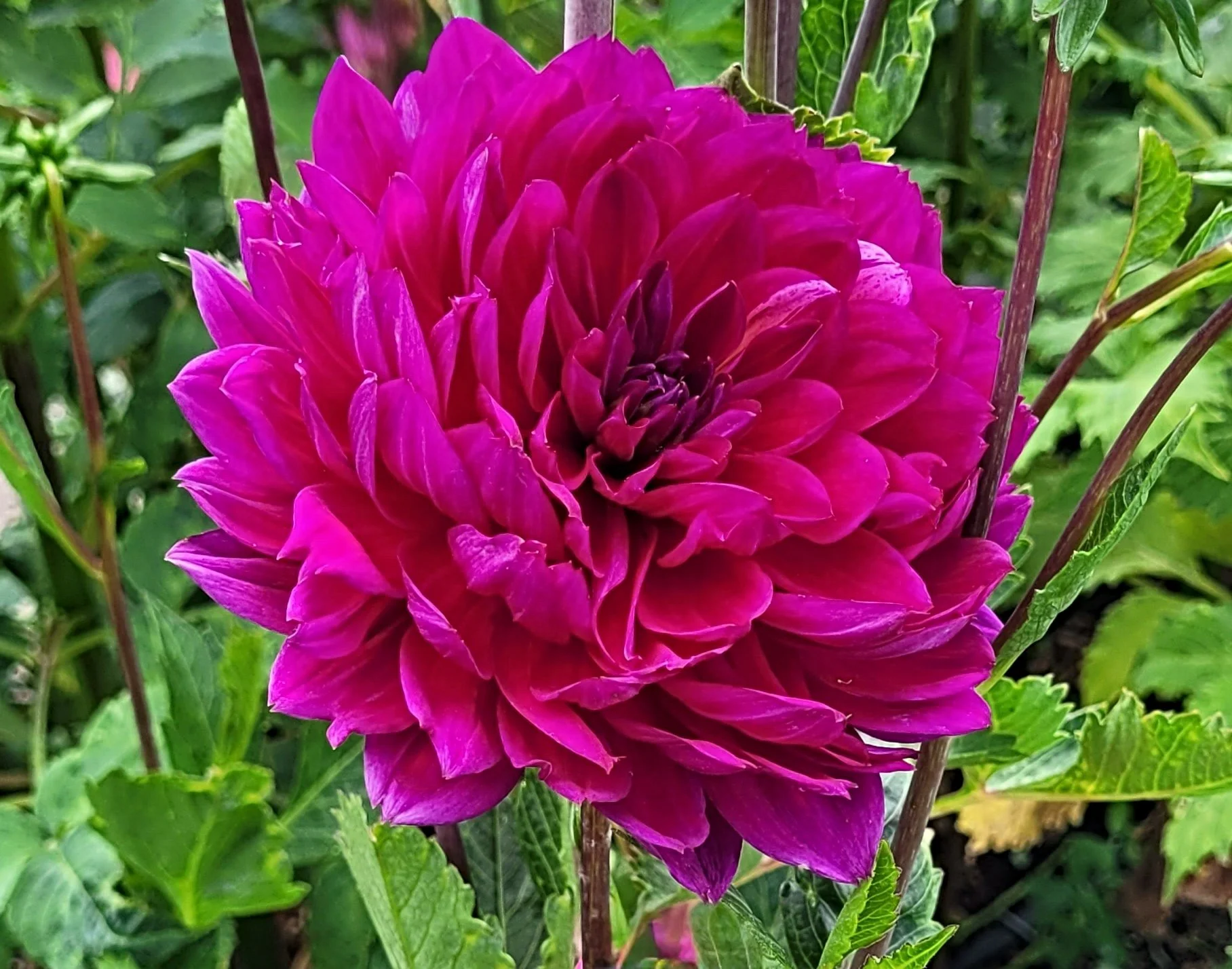 sandia nocturne 5.jpg