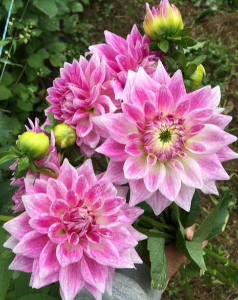 dahlia-bj-dusty-rose copy.png