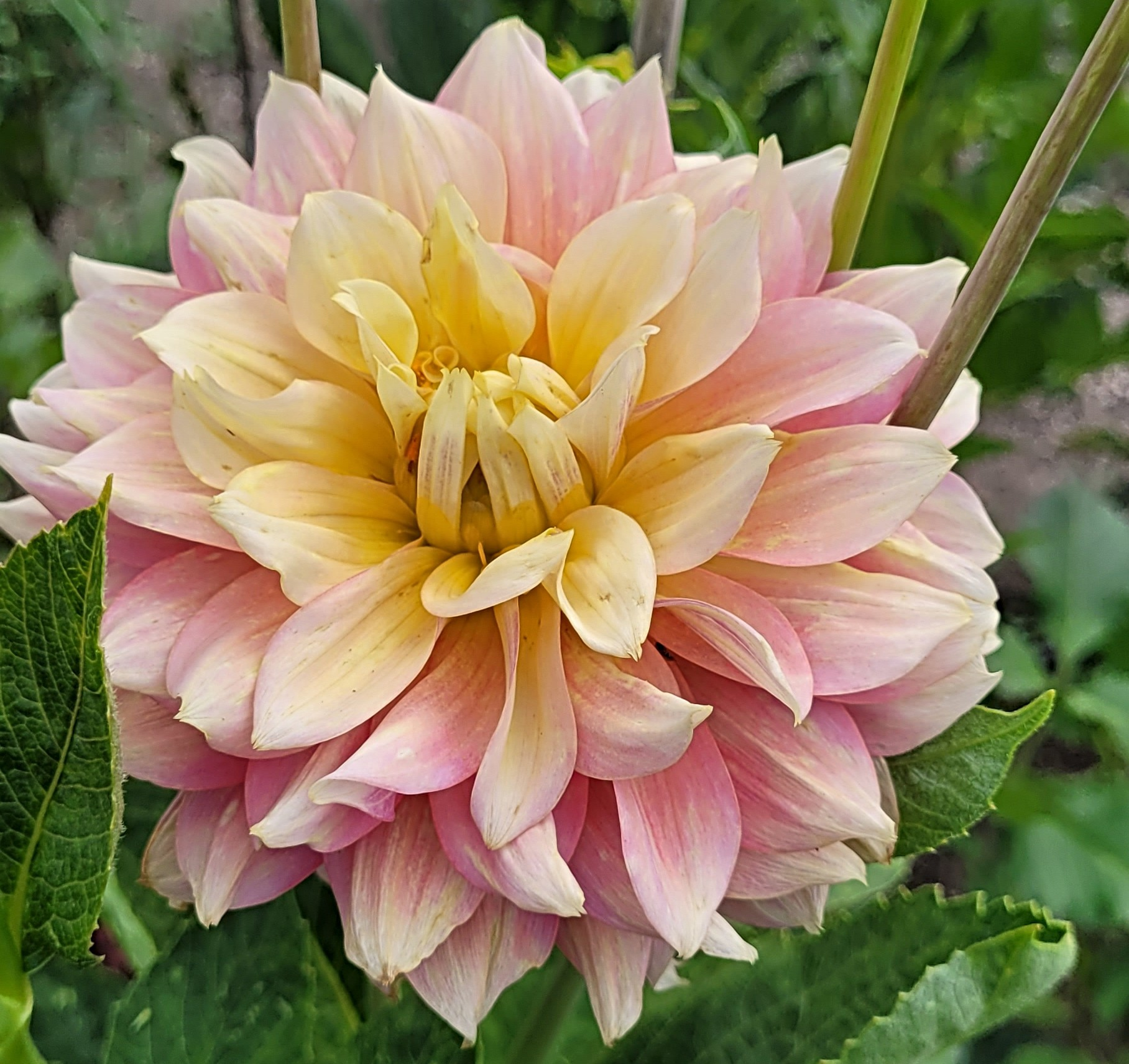 fairytale dahlia 10.png