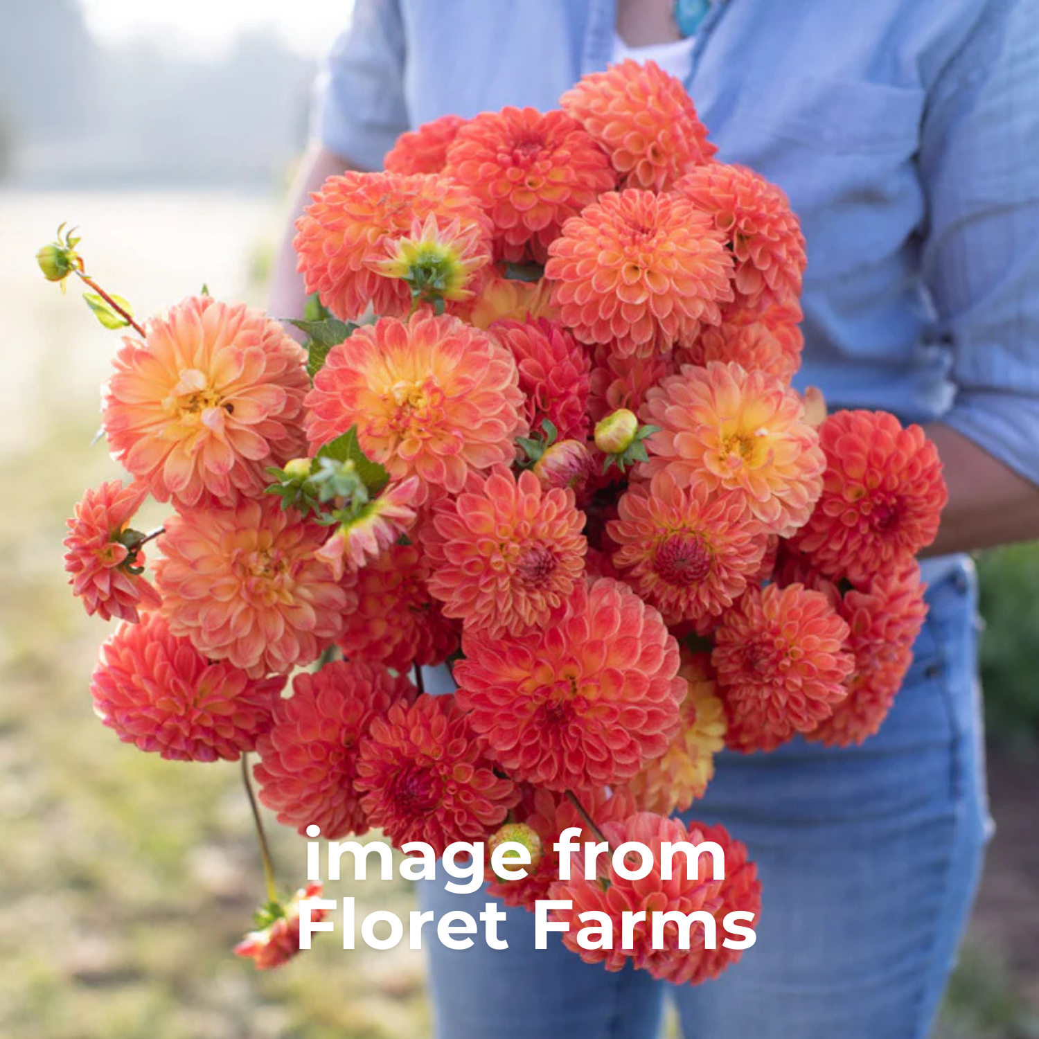 jowey chantal image from floret farms.png