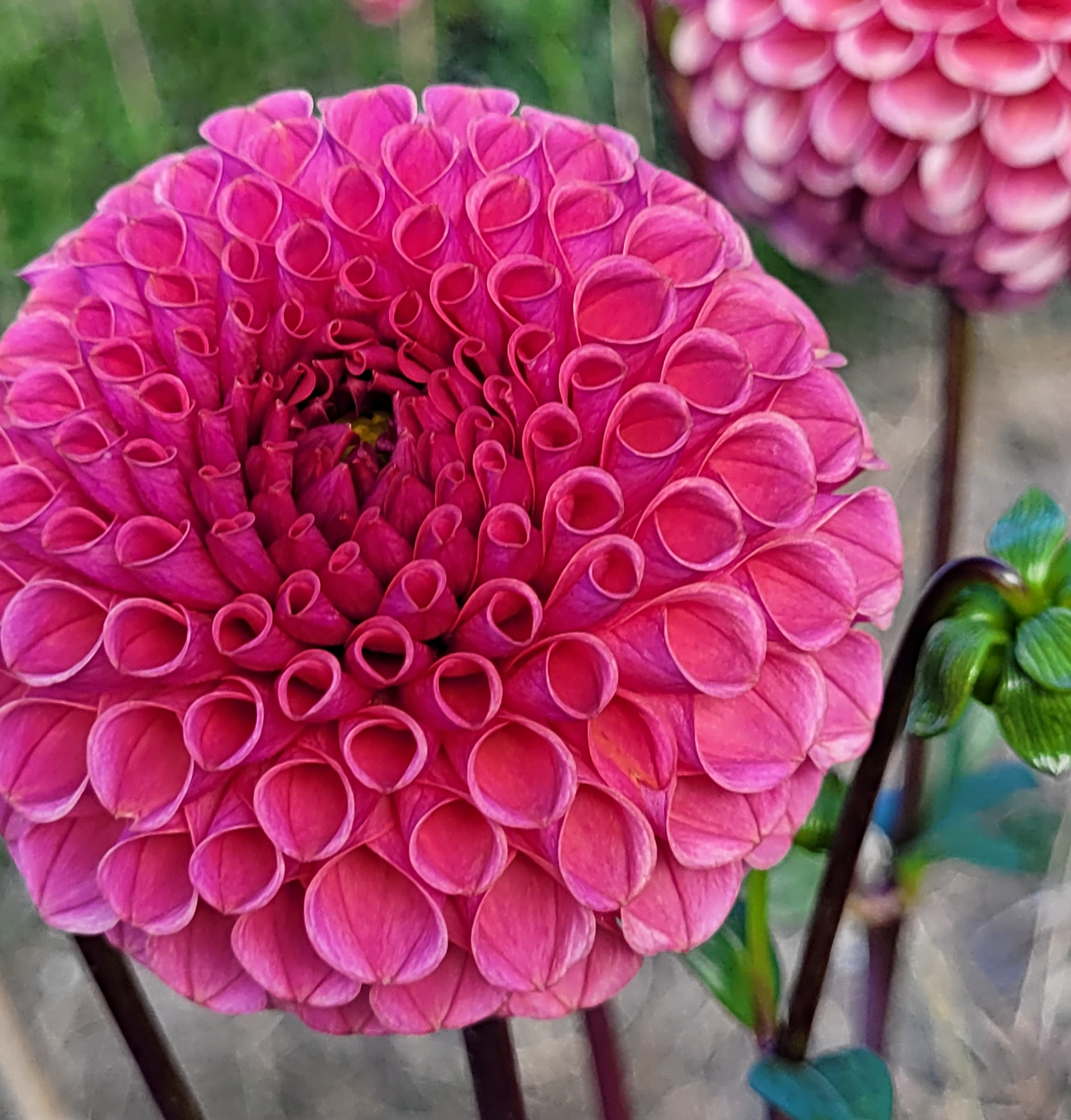 ferncliff rusty dahlia.png