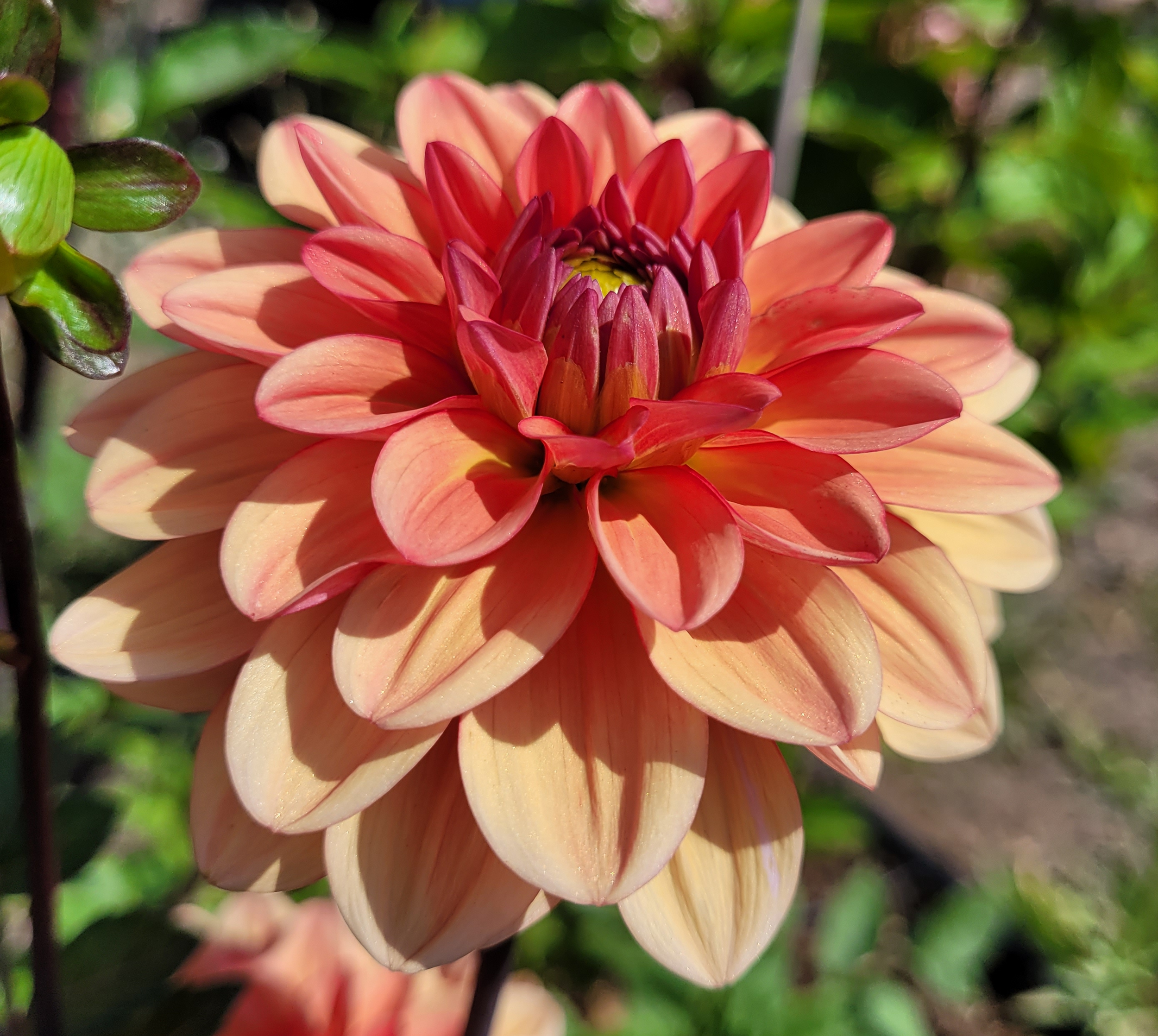 orange girl dahlia.png