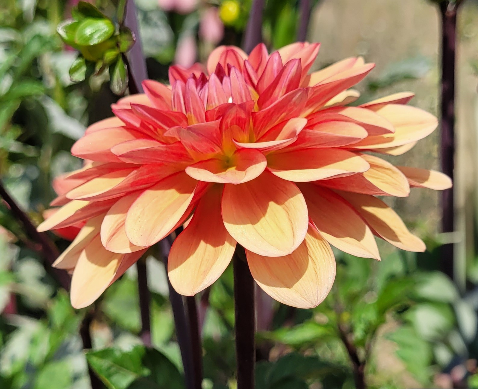 orange girl dahlia.png