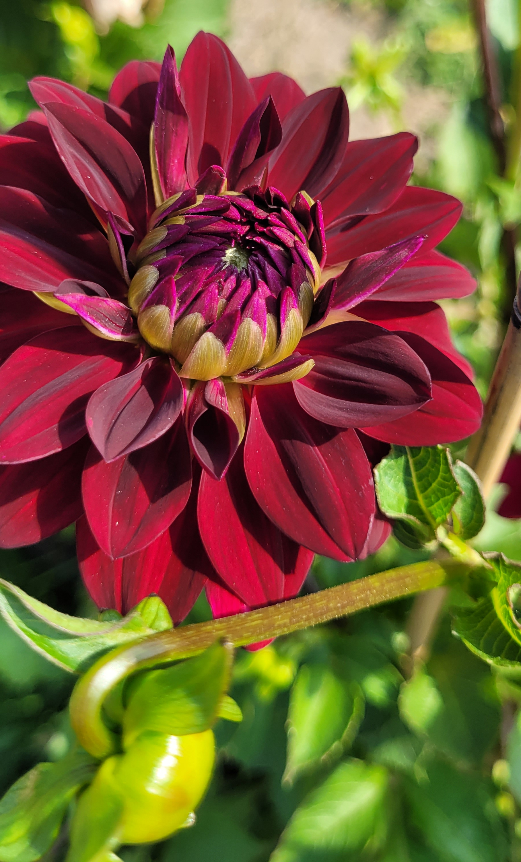 voodoo dahlia (1).png
