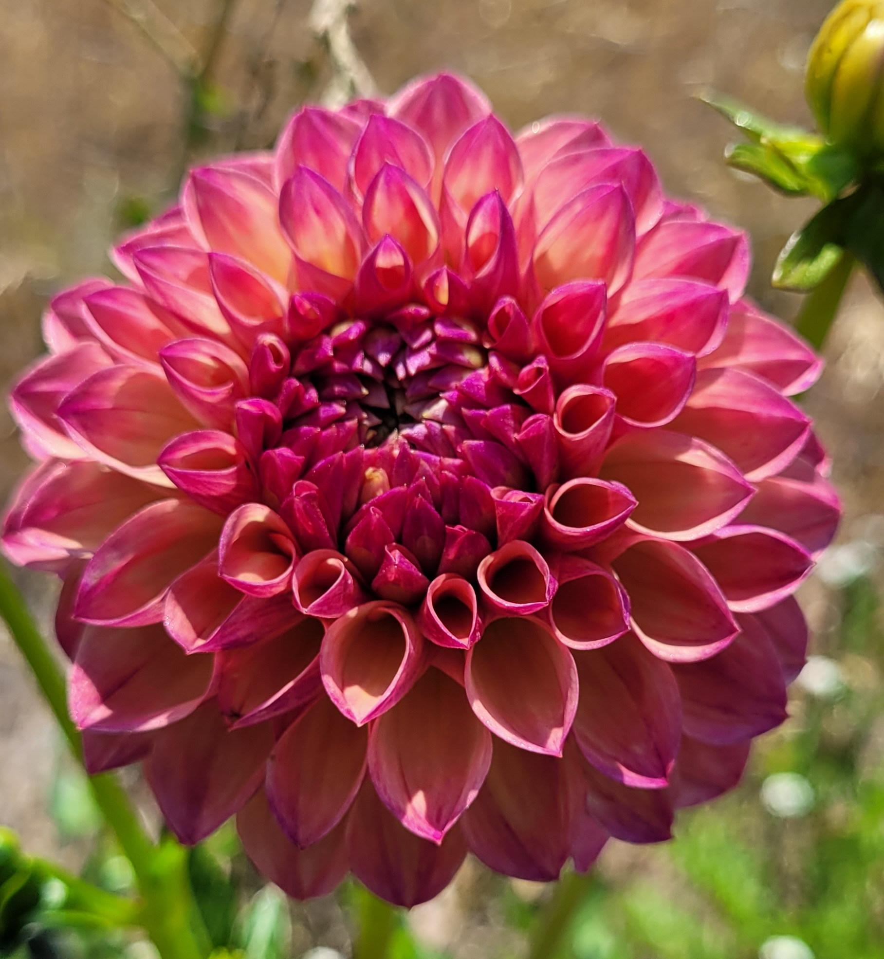 robinhood dahlia.png