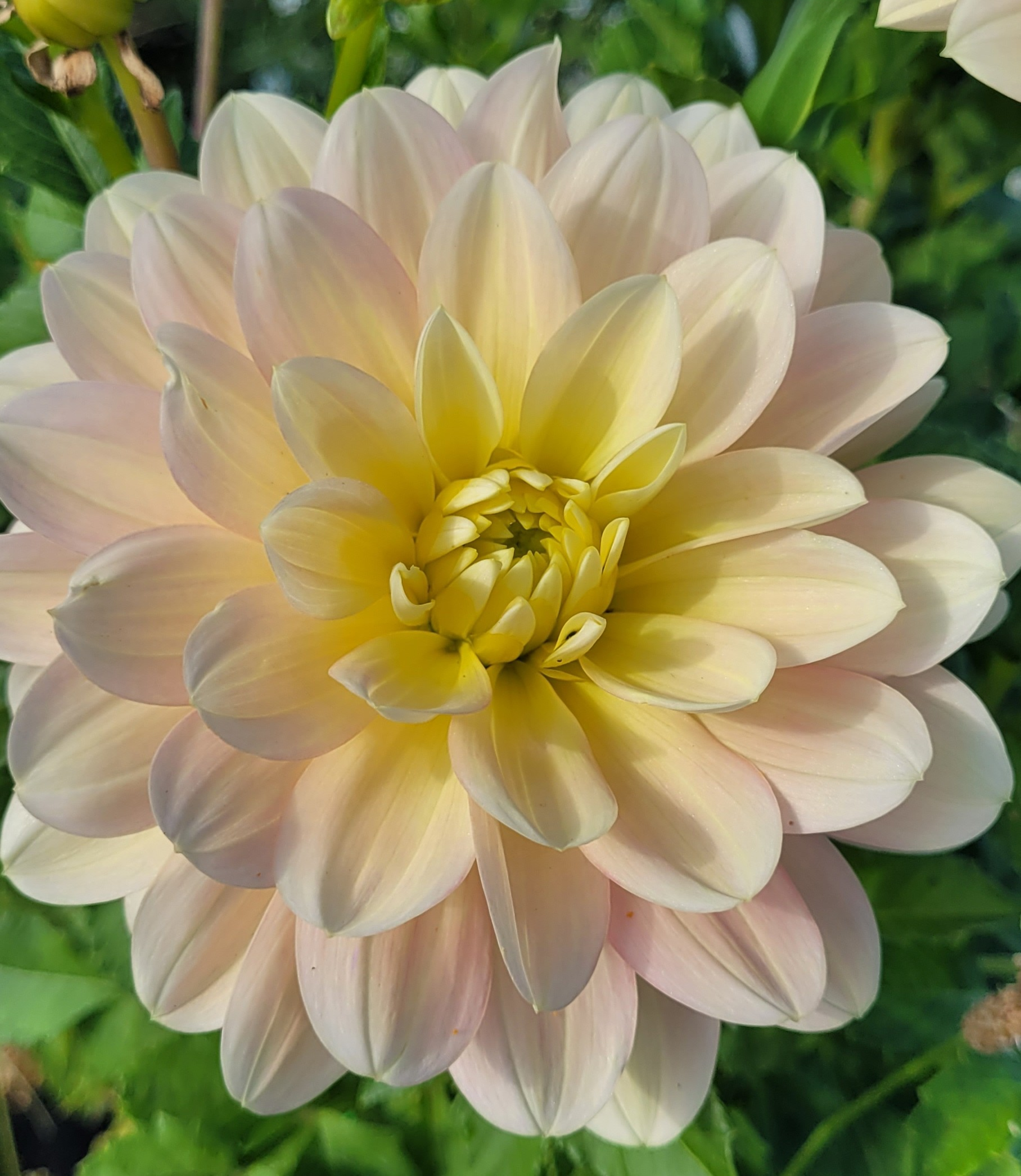 day dreamer dahlia.png
