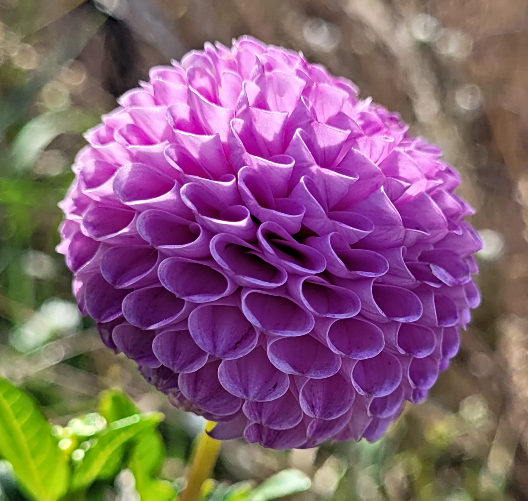 frank holmes dahlia.png
