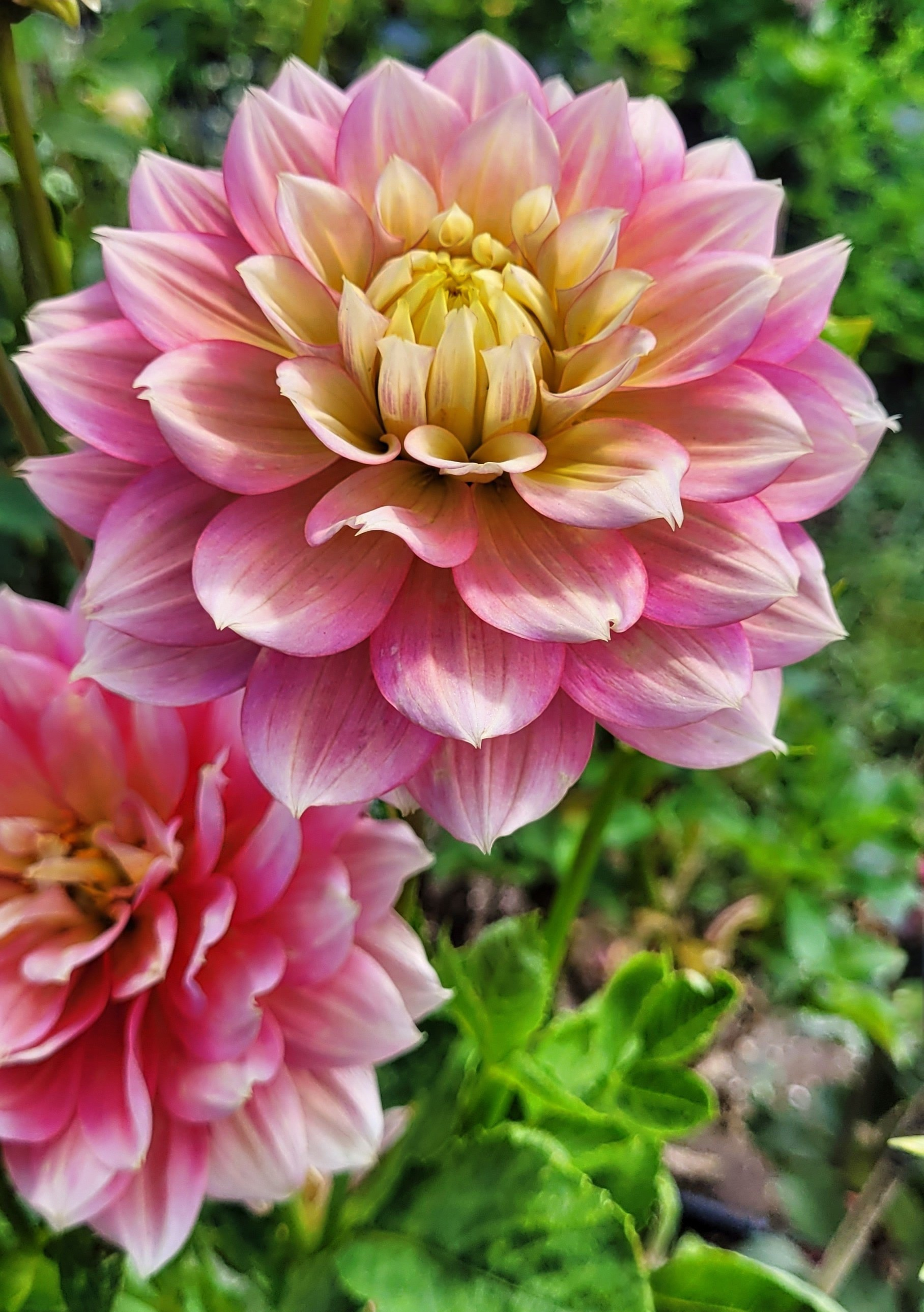 fairytale dahlia 2.png