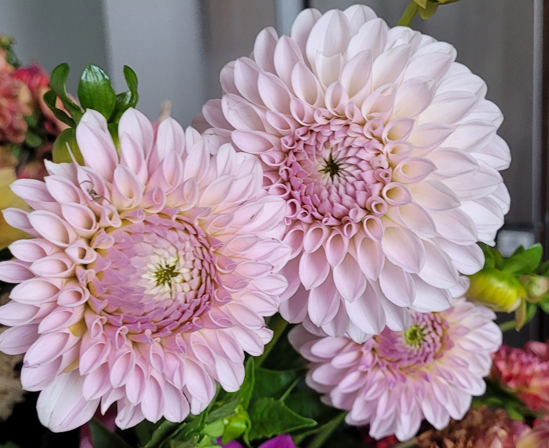 bloomquist tory dahlia.png