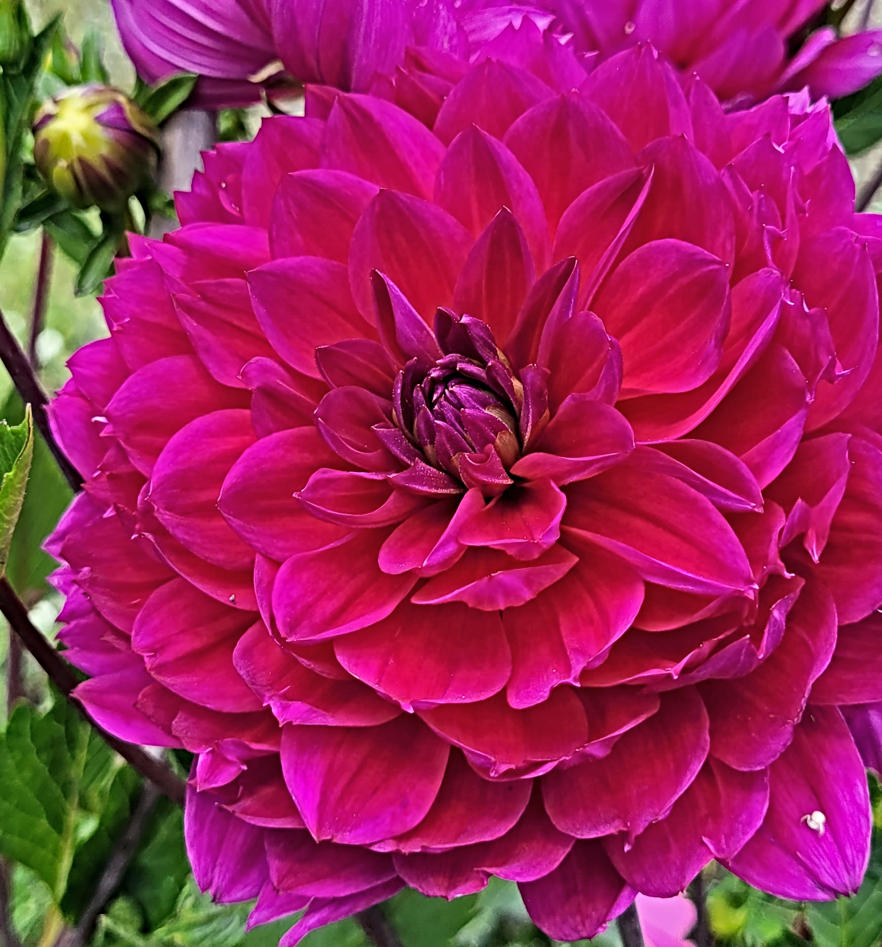 sandia nocturne dahlia 2.png