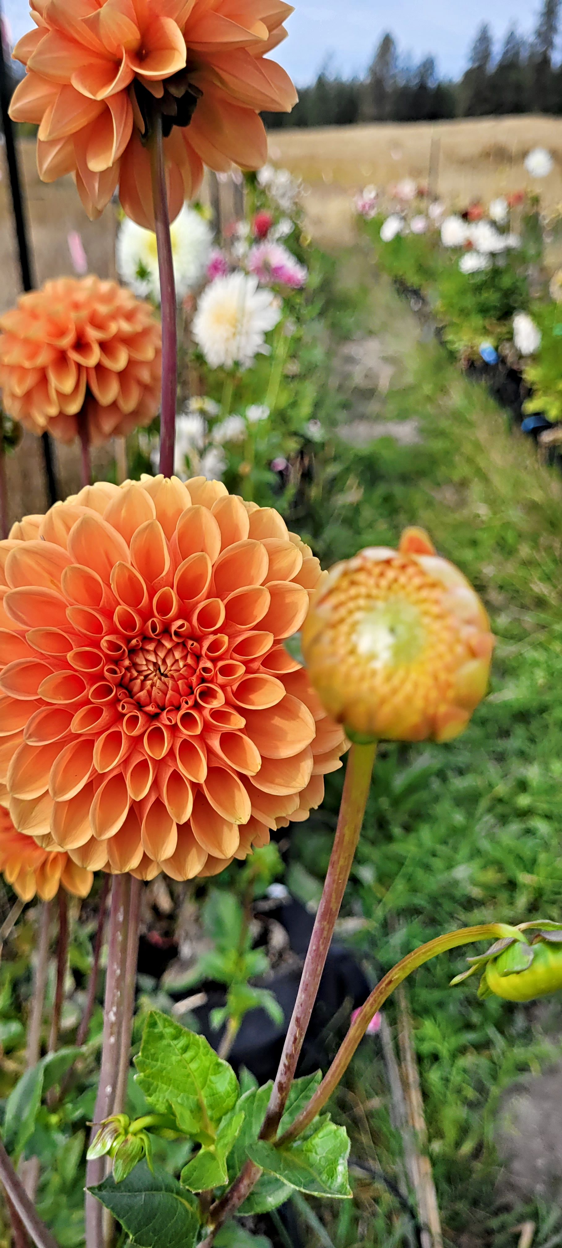 beatrice dahlia.png