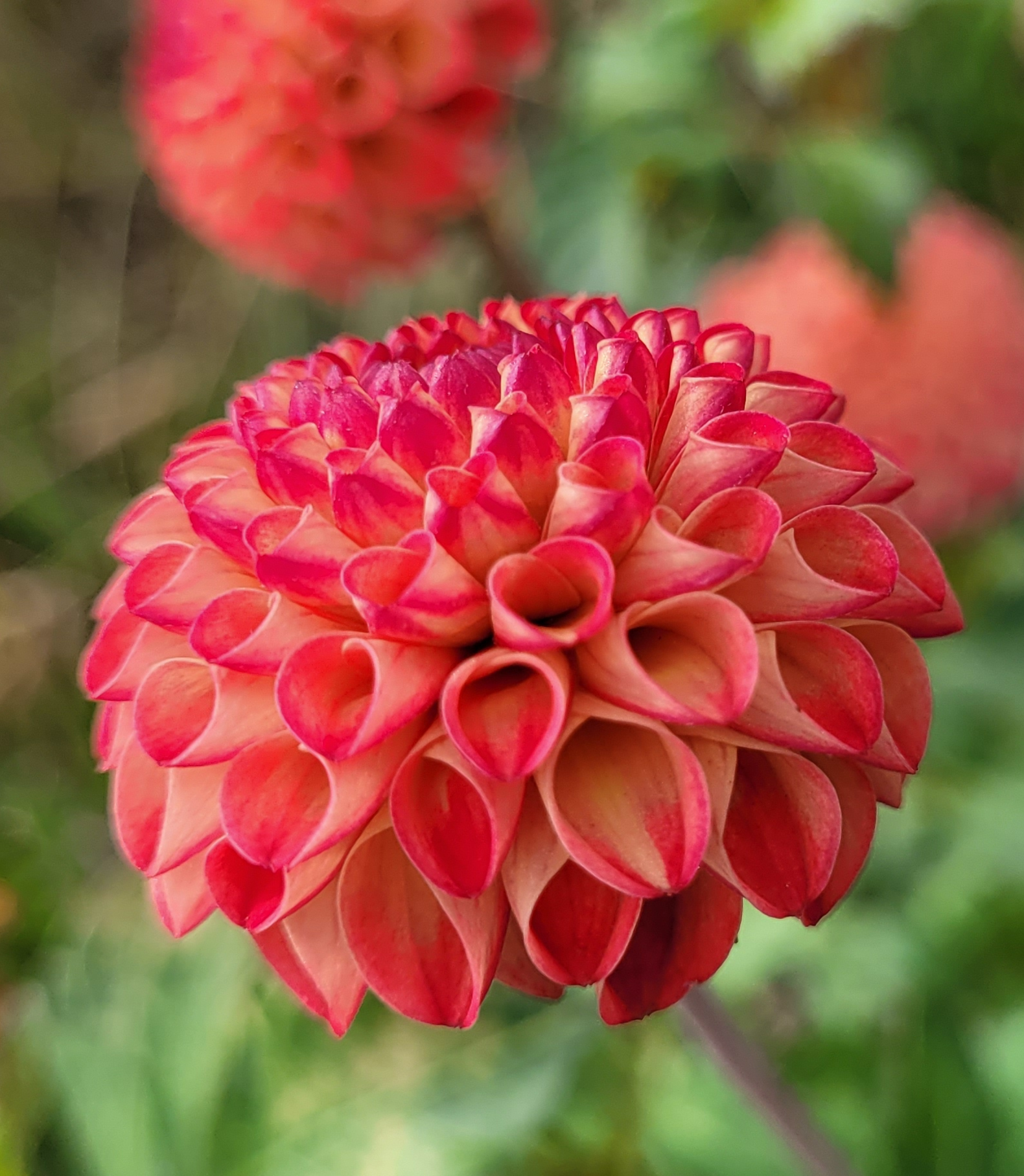 Irish Glow dahlia.png