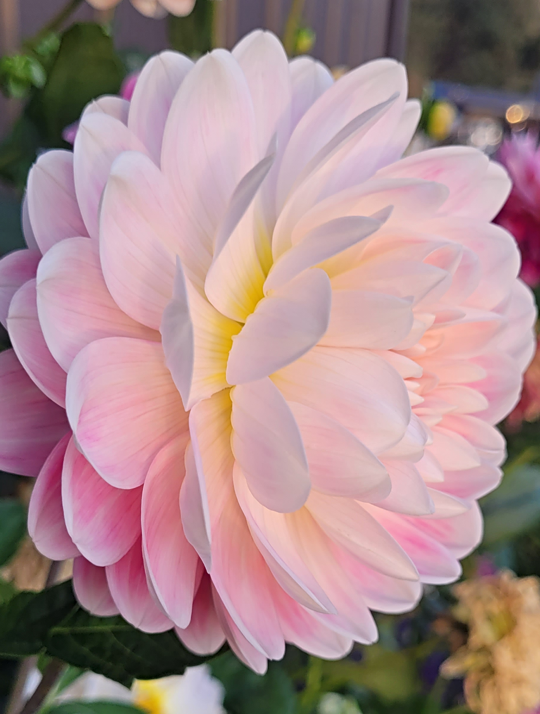 kelgai ann dahlia.png