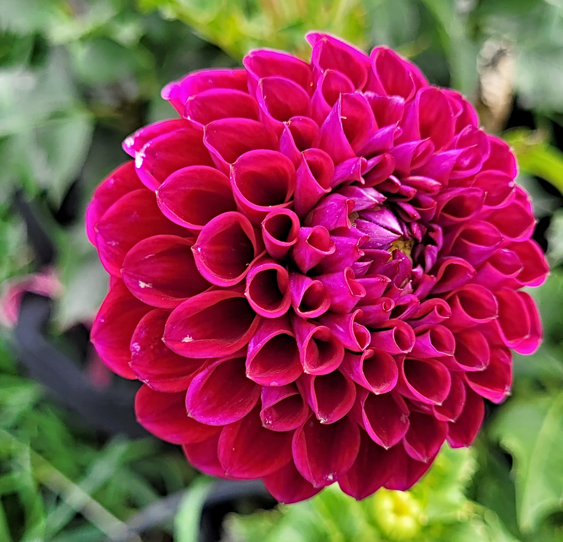 ivanetti dahlia.png