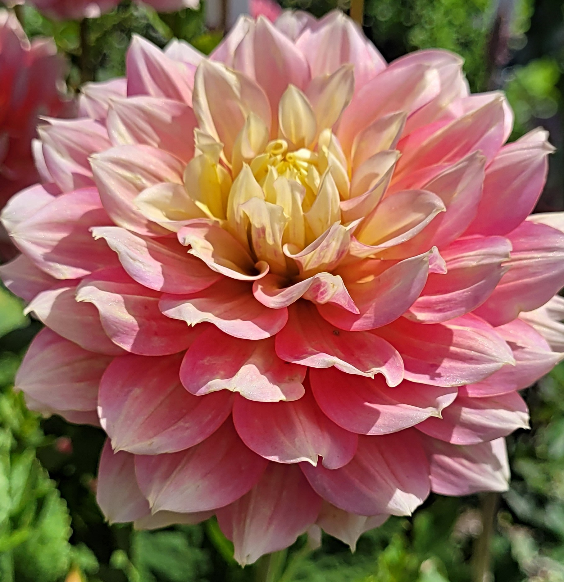 fairytale dahlia 4.png
