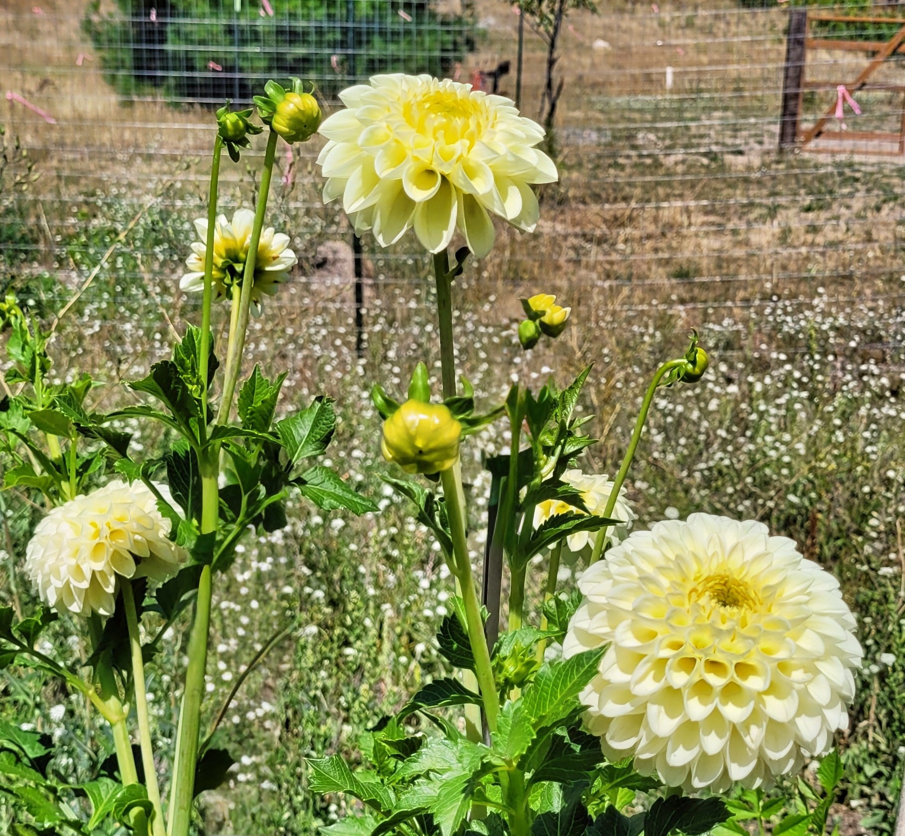 mm buttercream dahlia 1.png