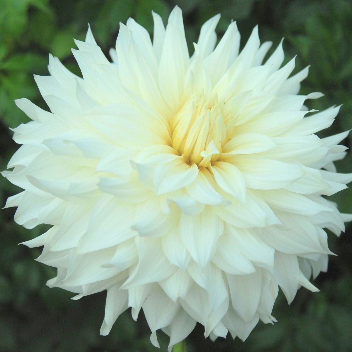 frozen-dahlia.jpg