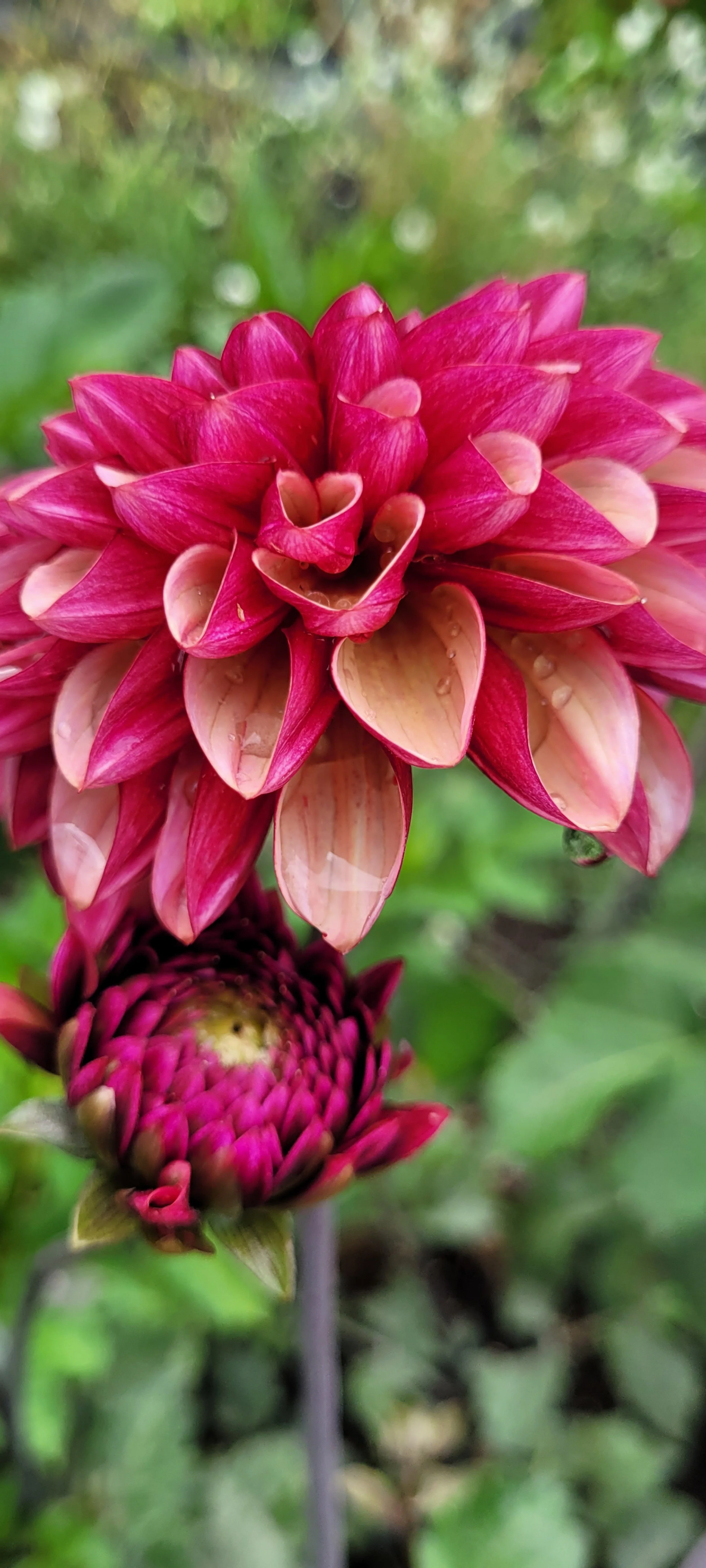 senior's hope dahlia 1.jpg