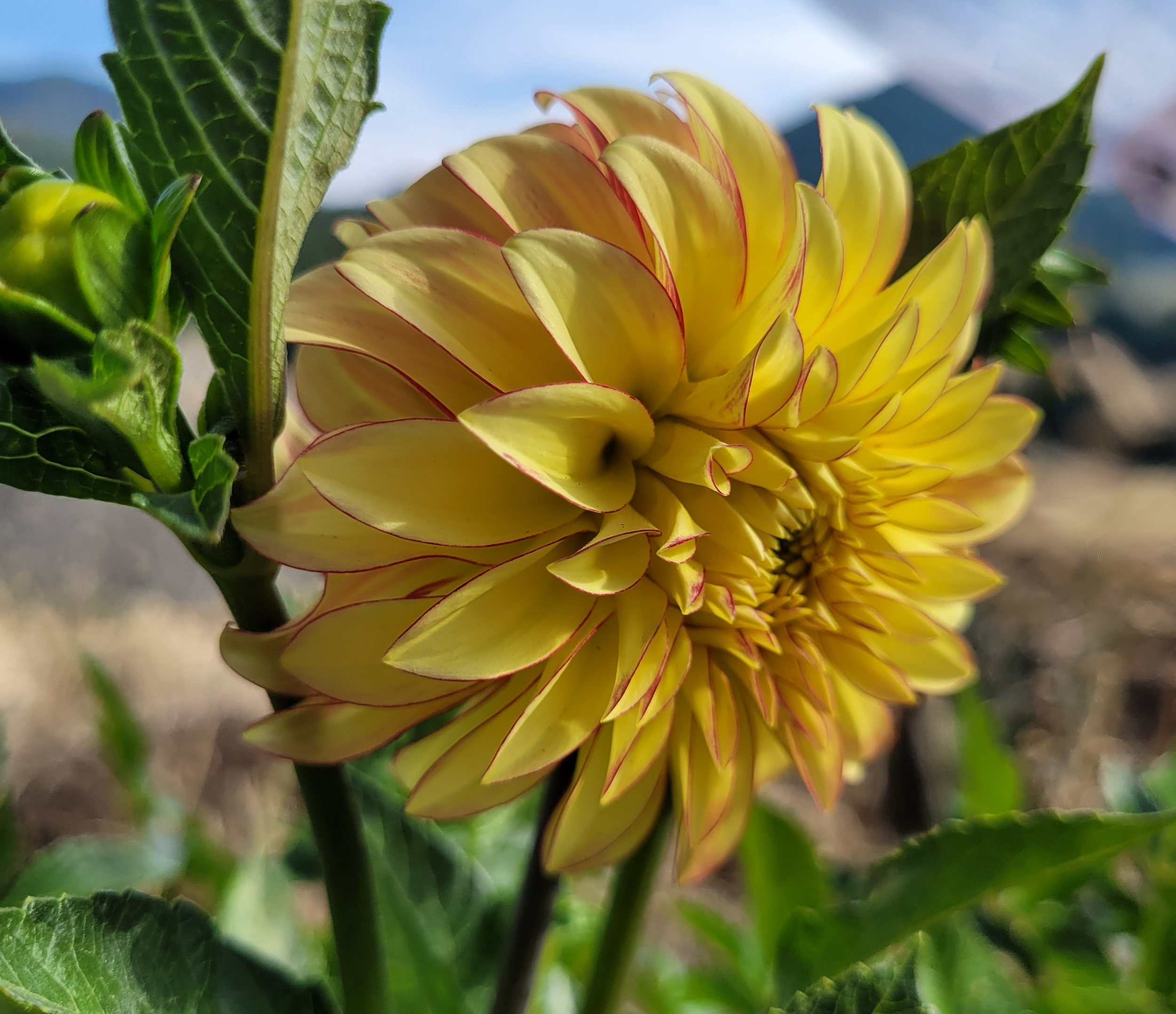 verone's taylor swift 2.png