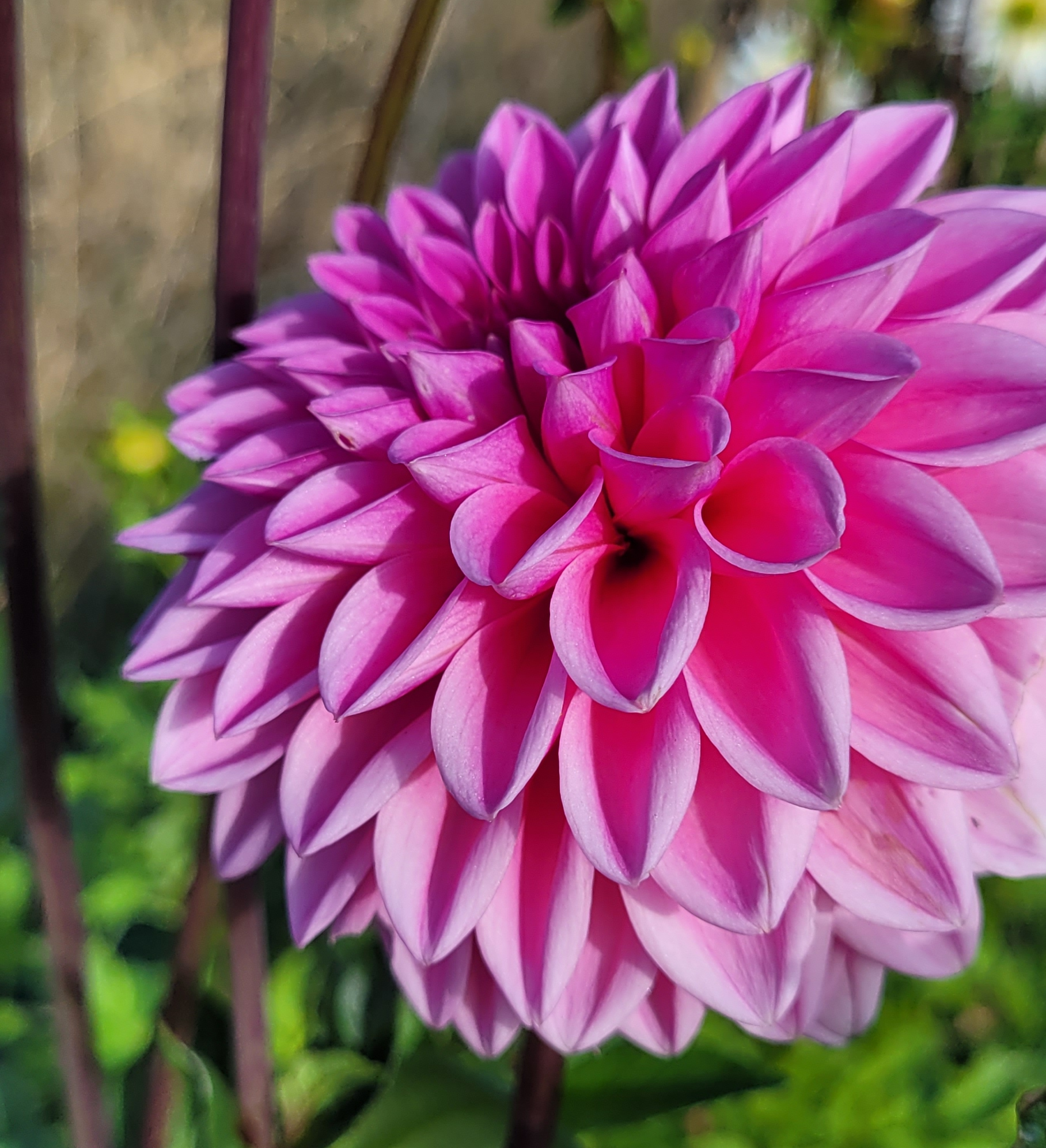 jowey frambo dahlia (3).png