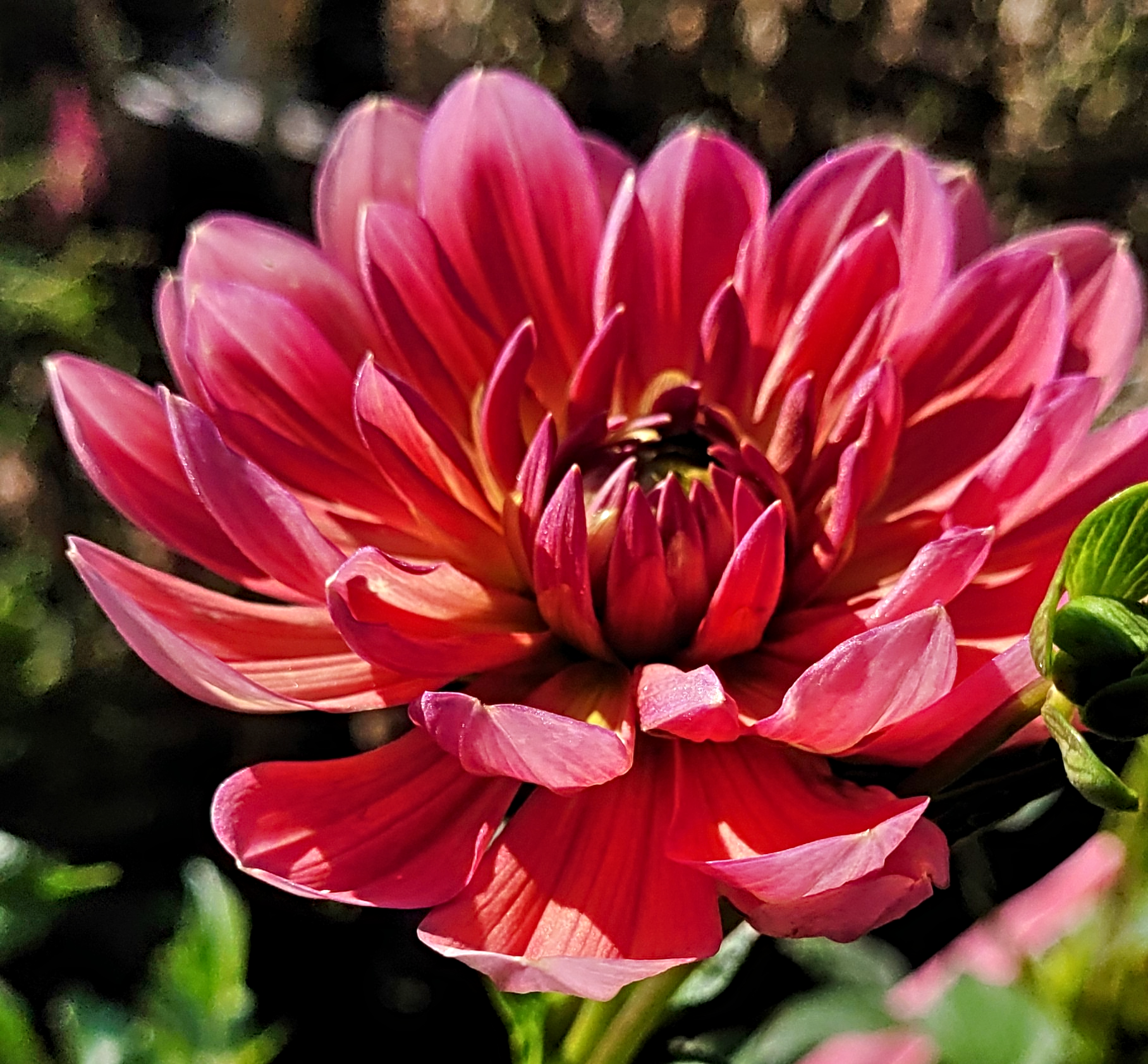 hollyhill daydream dahlia (1).png