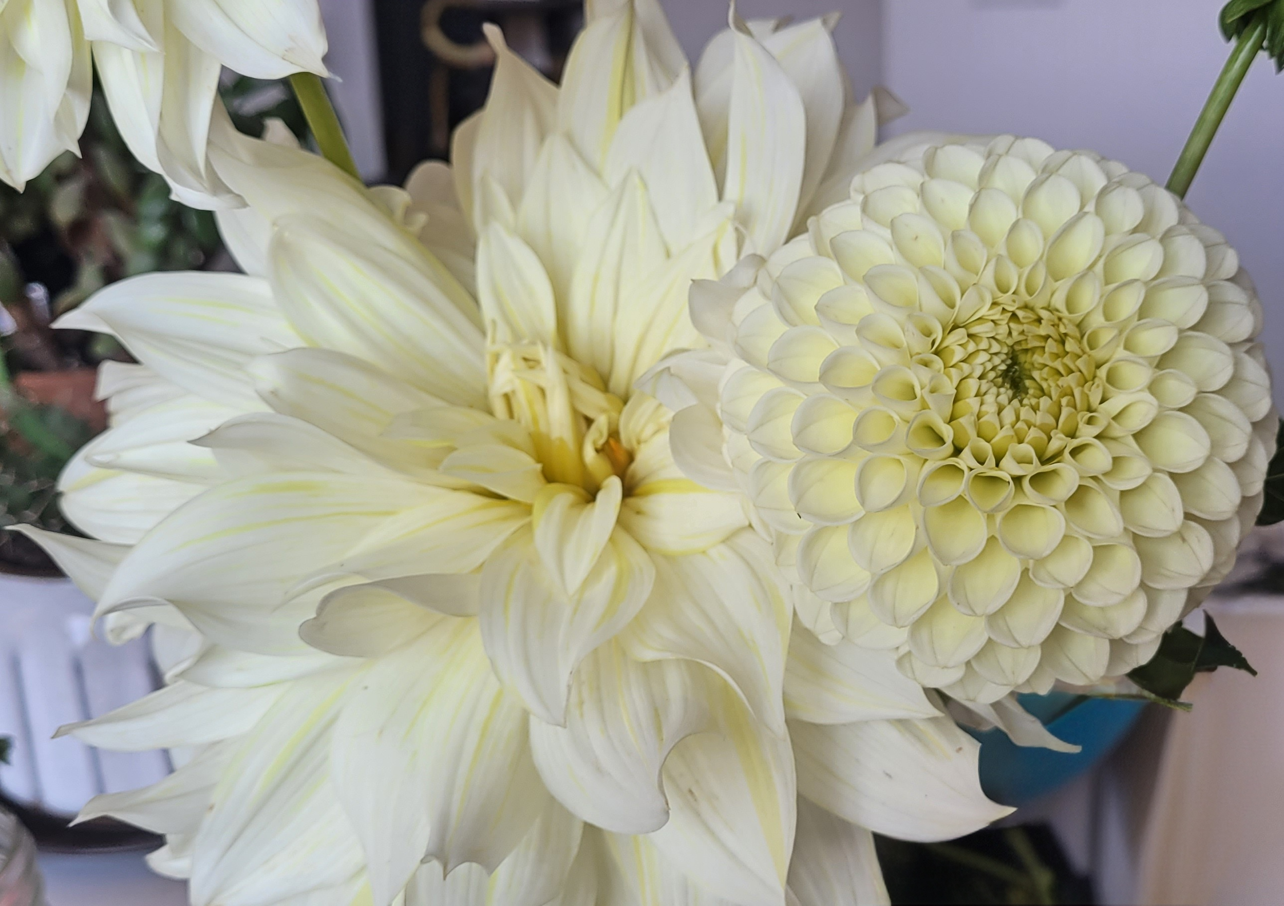 la luna dahlia and mm buttercream dahlia.png