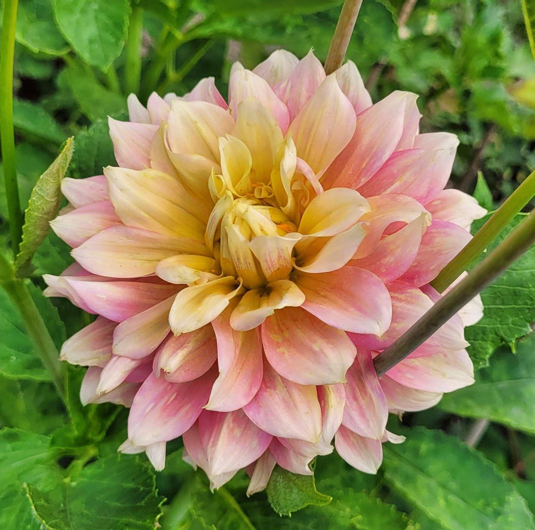 fairytale dahlia 7.png
