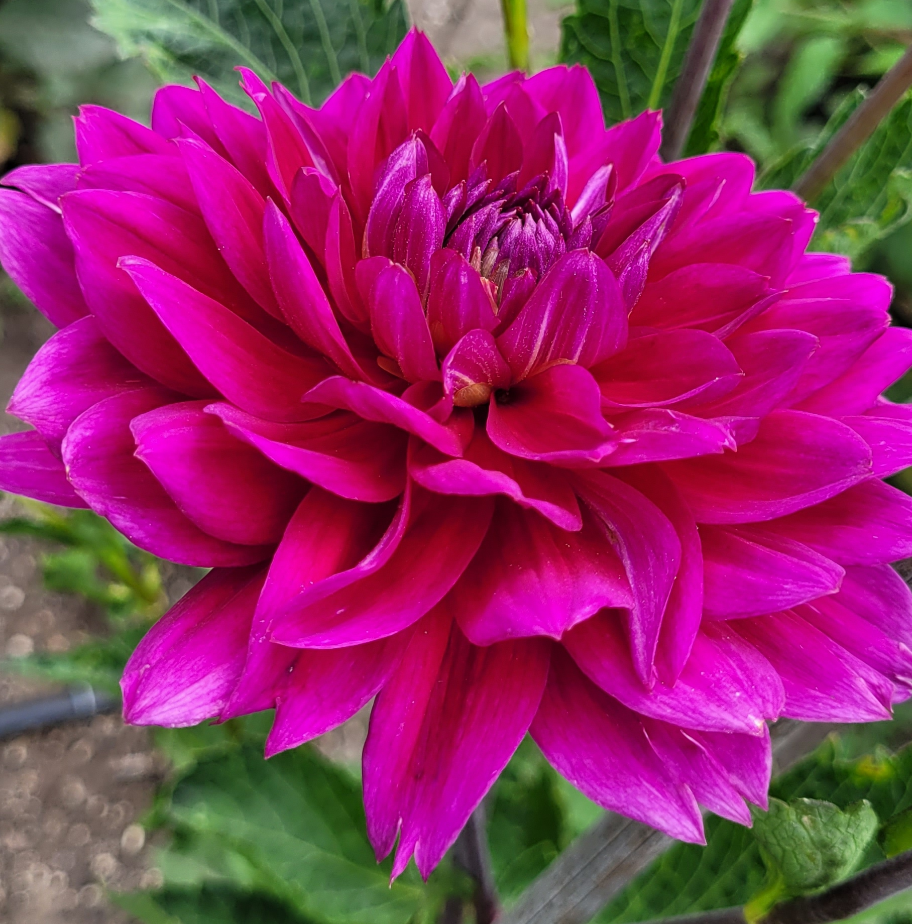 sandia nocturne 6.png