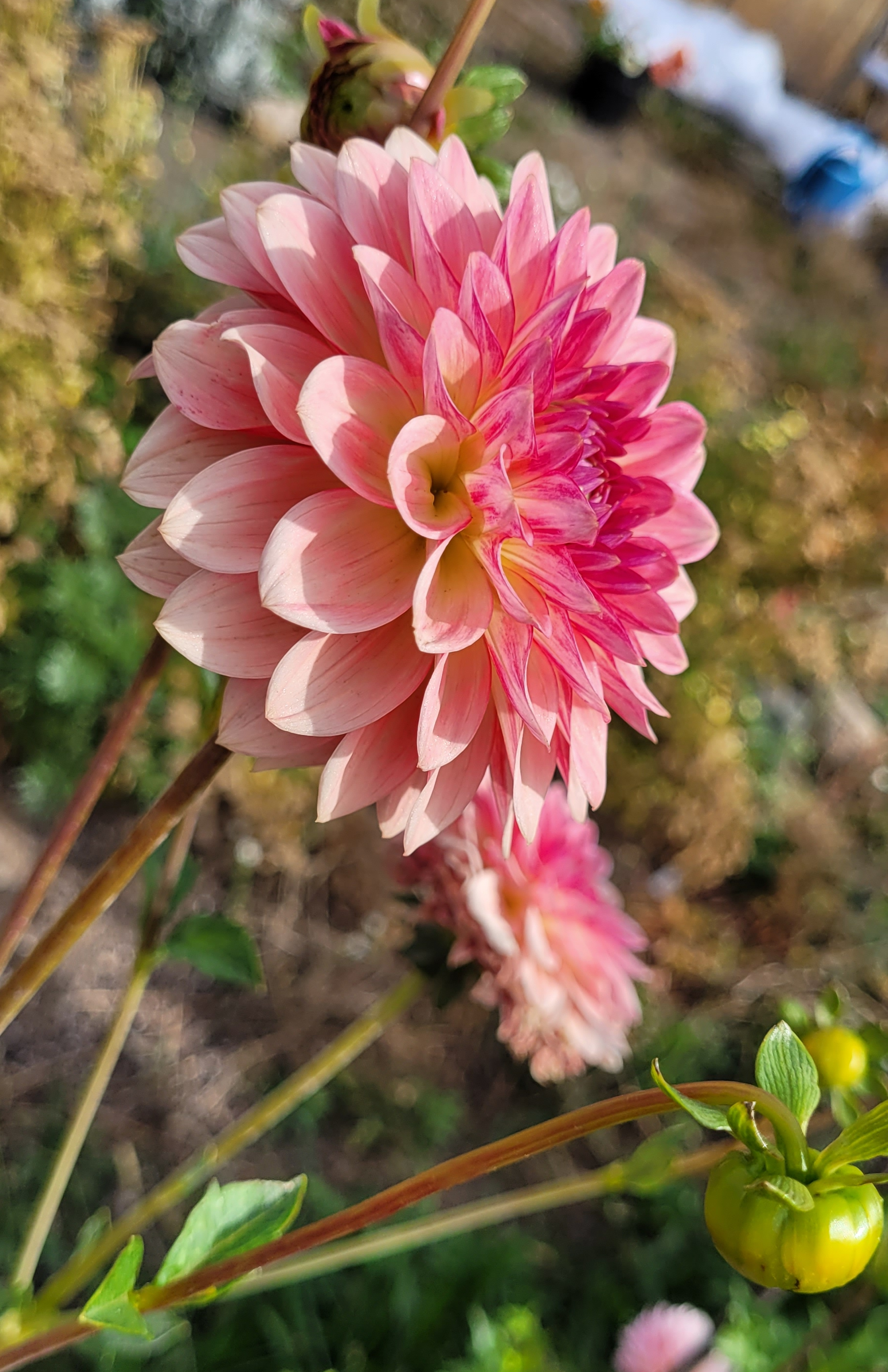 Jabberbox dahlia (2).png