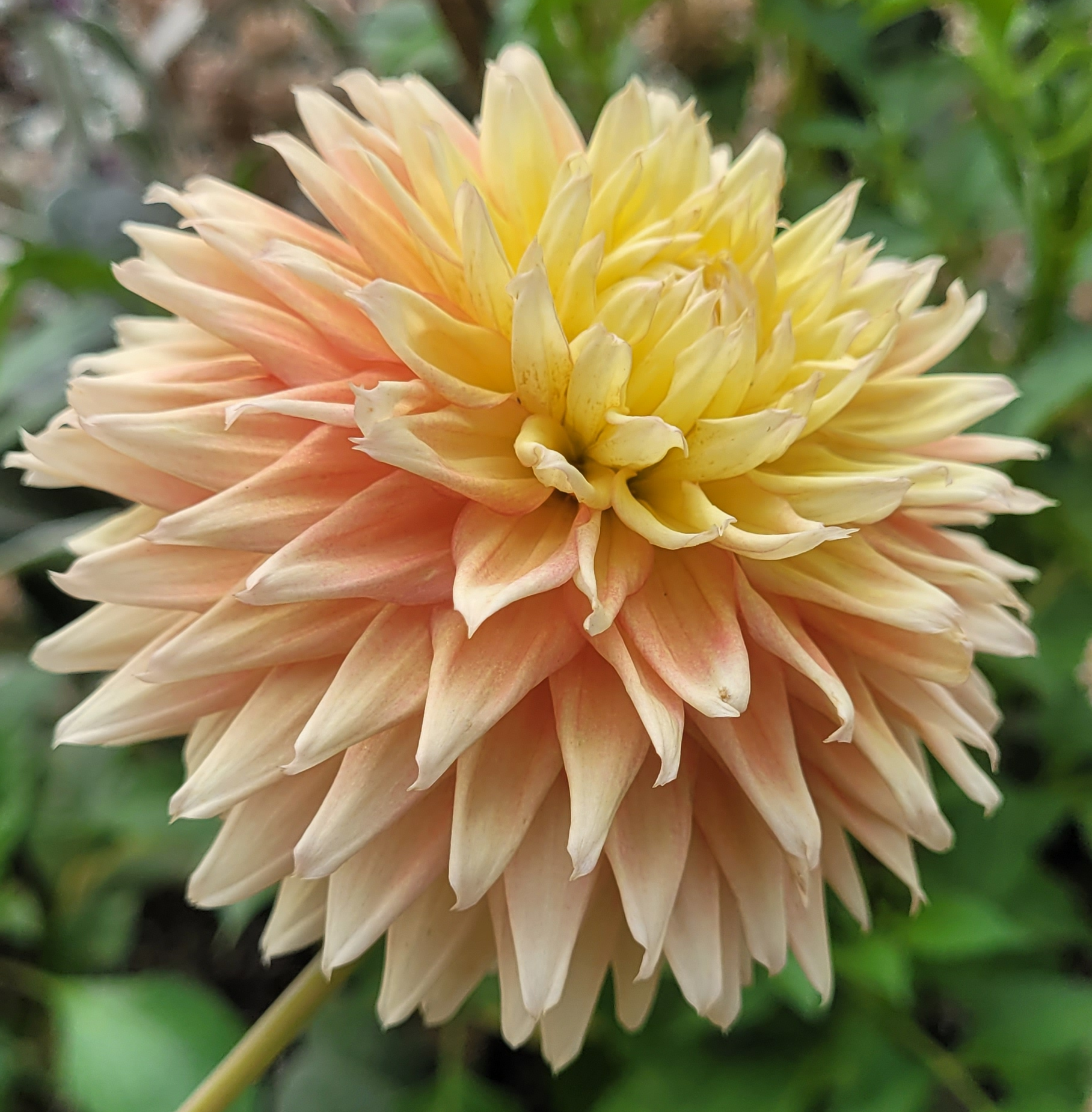 Lee's Apricot Fizz 4.png