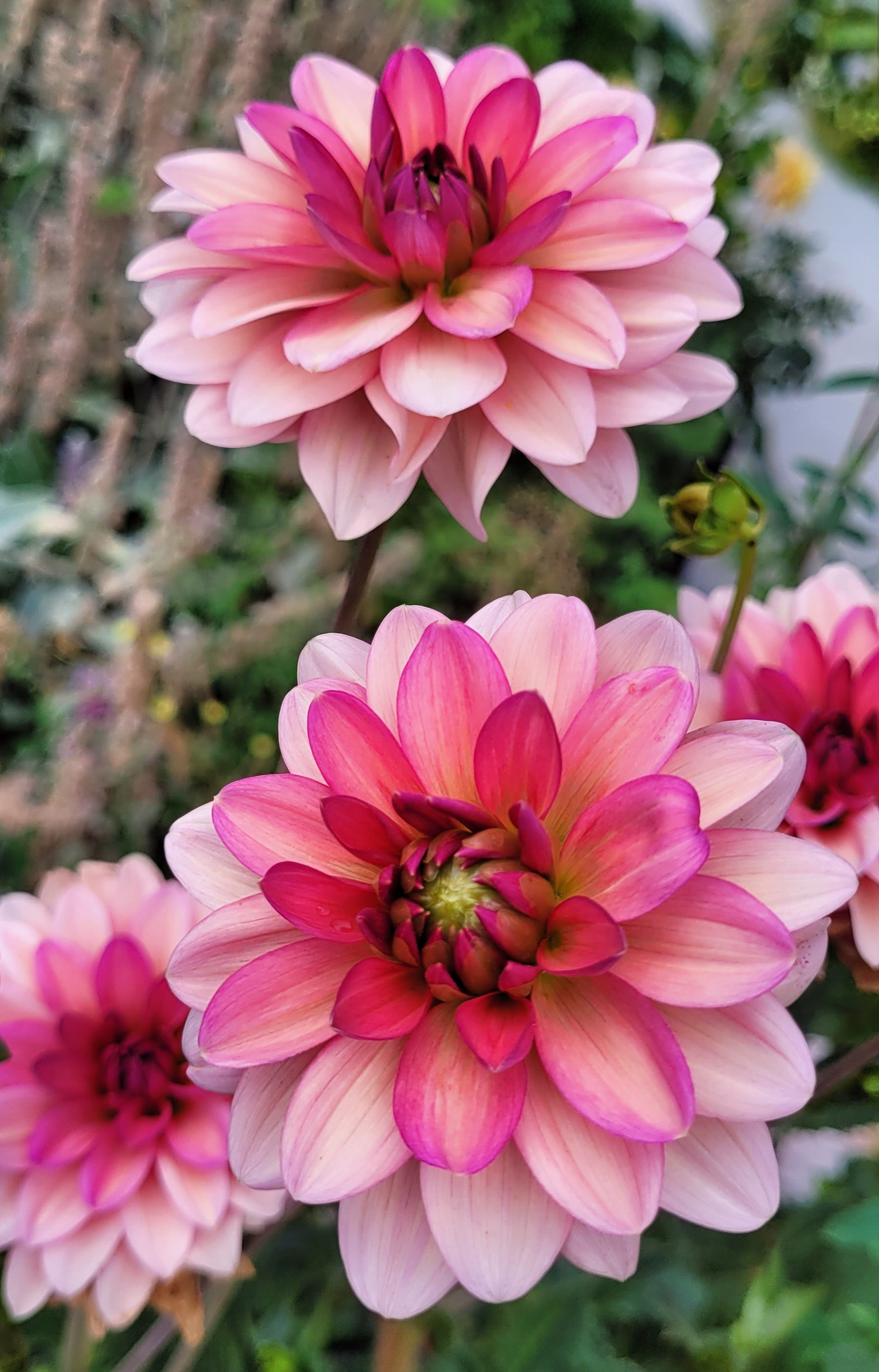 Sourire De Crozon 2.png