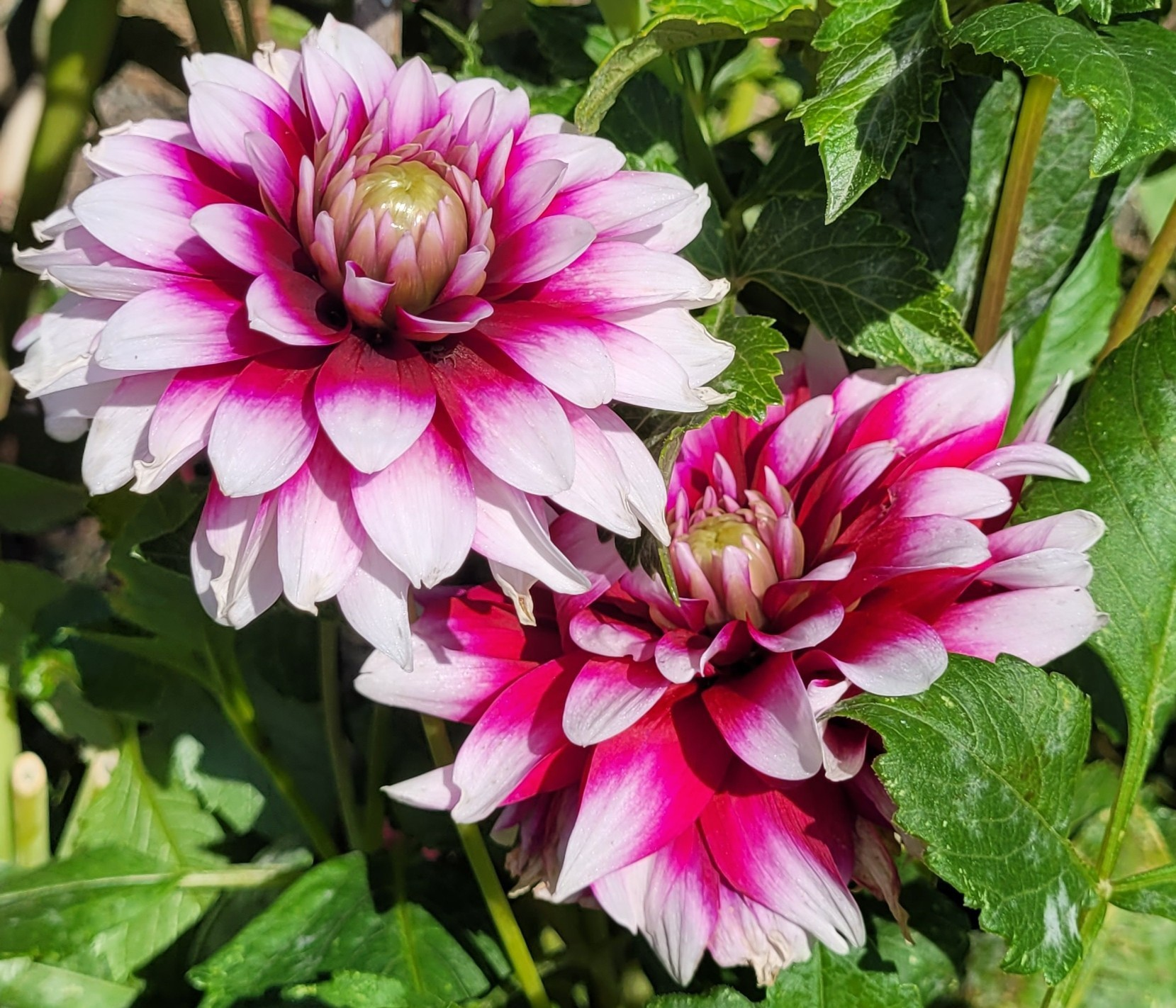 verdi dahlia (1).png