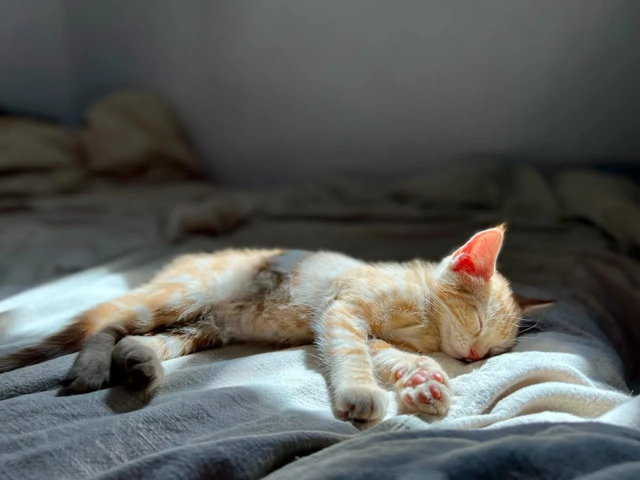 Andrea’s Dream Rescue