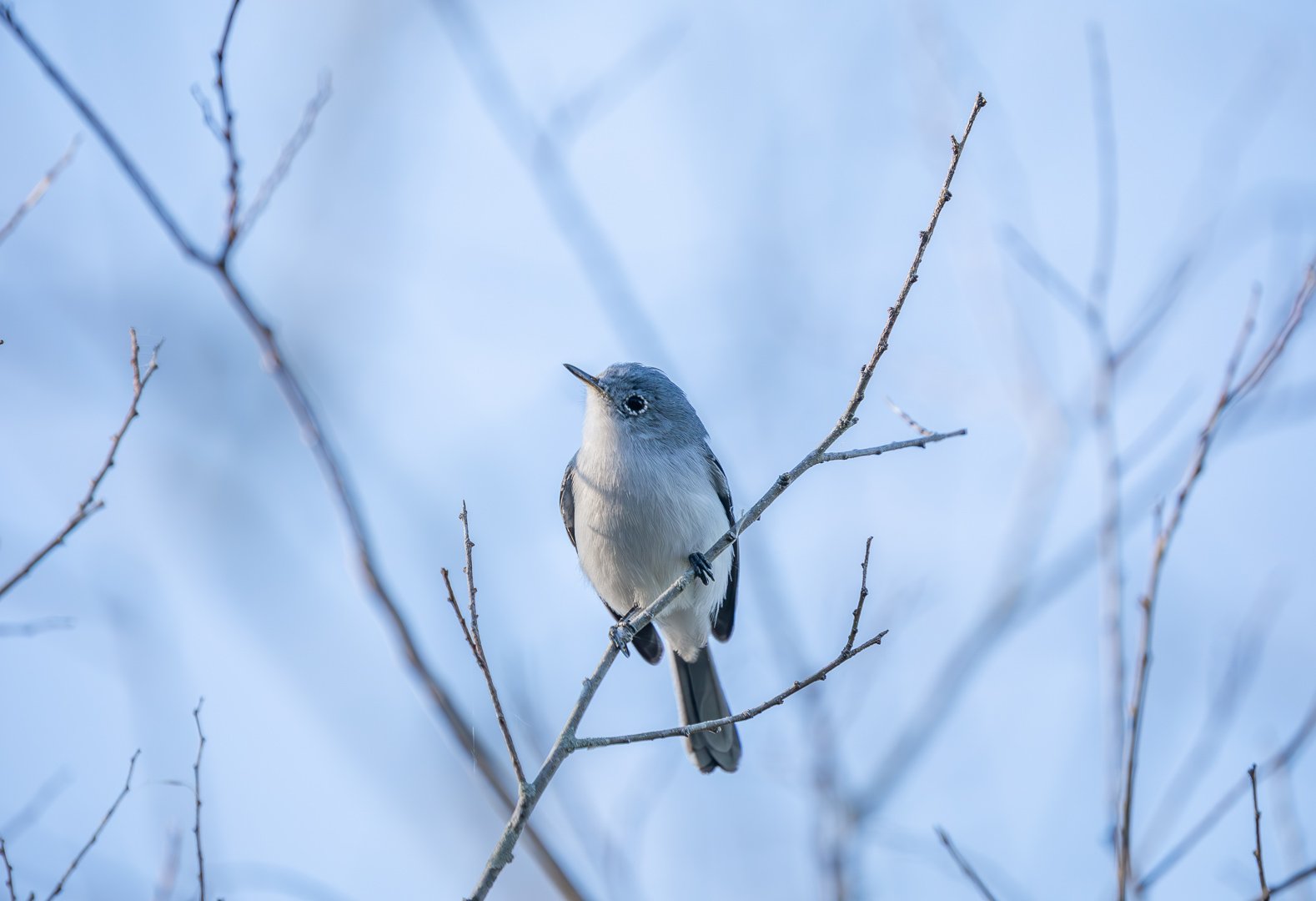   Meet the Blue-gray Gnatcatcher (female/nonbreeding male), also known as the 'Little Mockingbird'.   