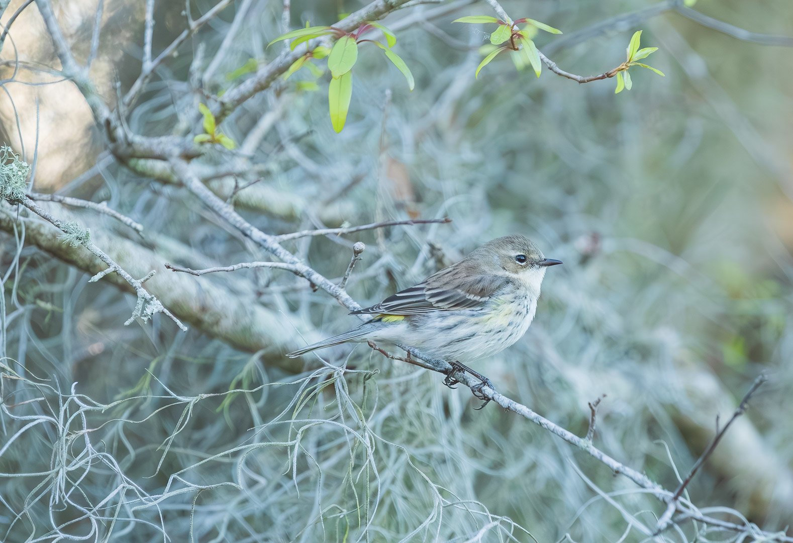 What sets the Yellow-rumped Warbler apart is its remarkable survival strategy in foraging. While they primarily feast on insects, their ability to switch to berries, particularly bayberries and wax myrtle berries in the fall, grants them a distinct 